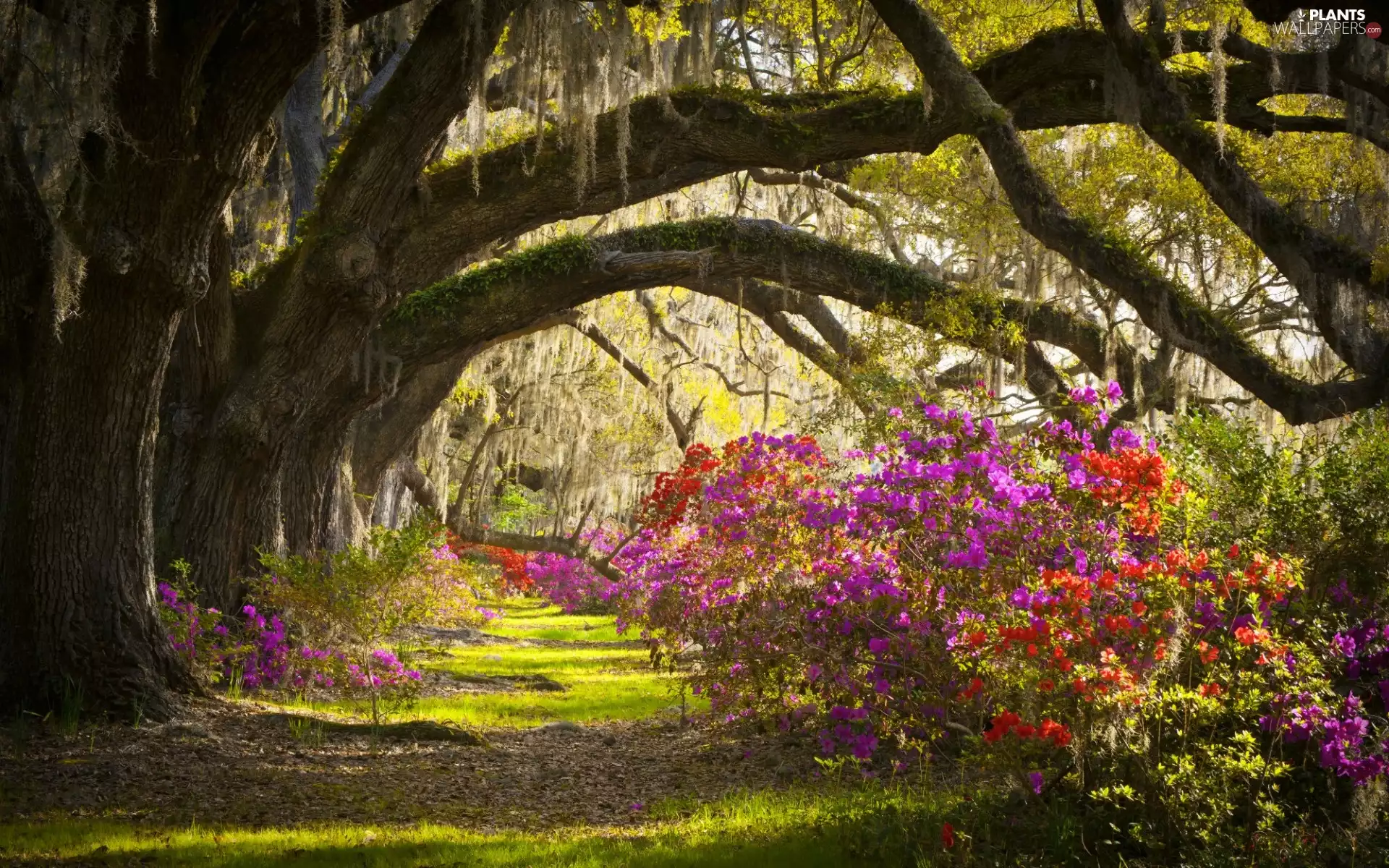 trees, viewes, Spring, flourishing, Rhododendron, Path, forest, Bush