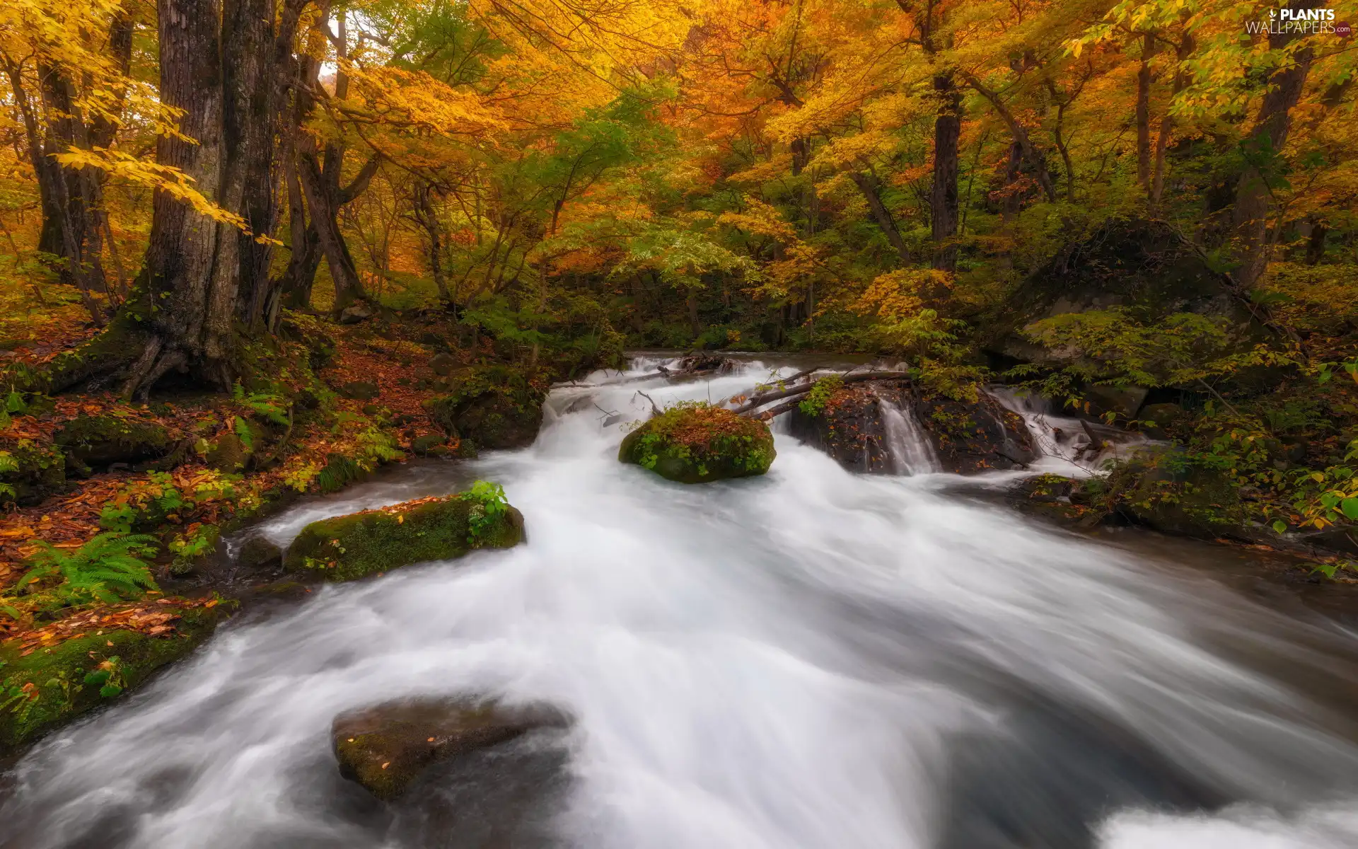 forest, trees, Stones, viewes, mossy, River, autumn, Bush