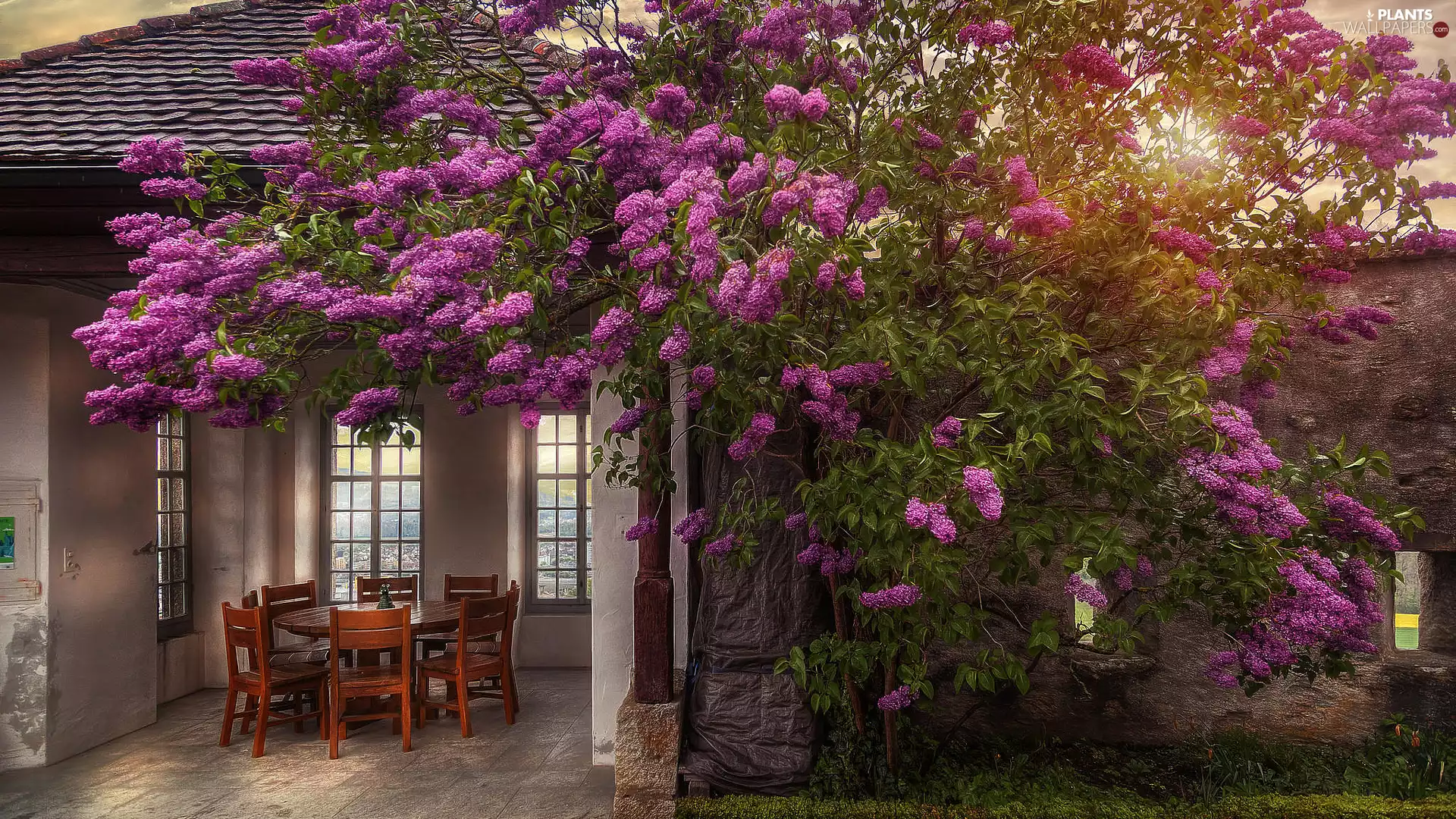 without, Bush, Stool, Table, arbour