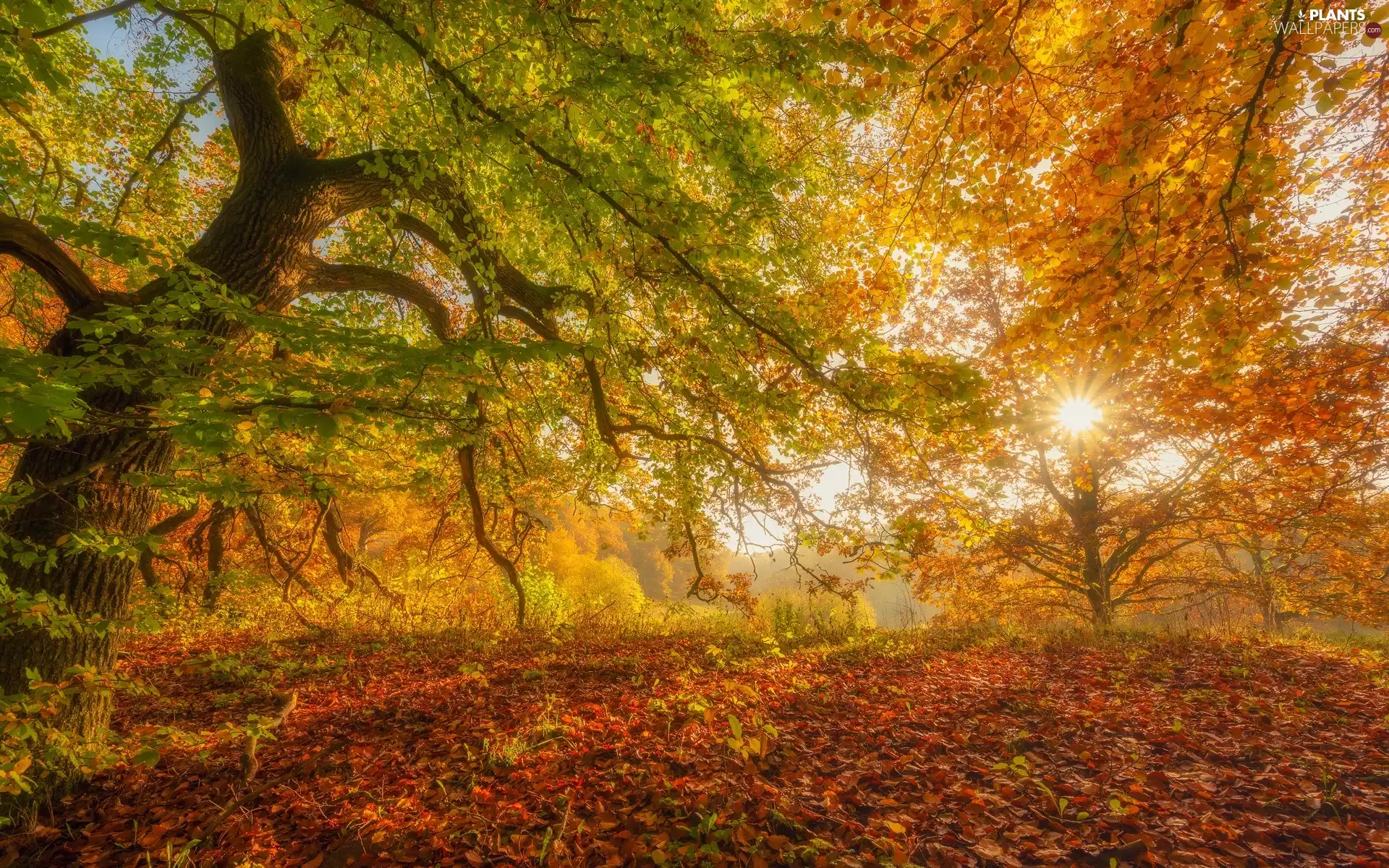 Bush, trees, Leaf, rays of the Sun, autumn, viewes