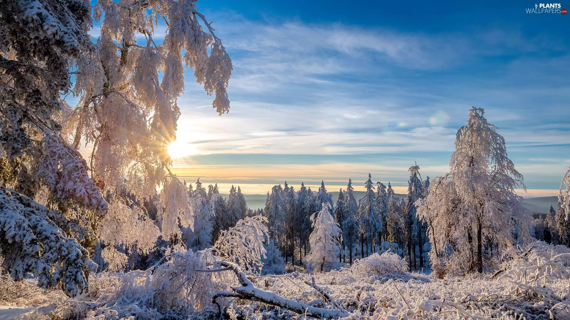 Bush, winter, viewes, rays of the Sun, trees, snow