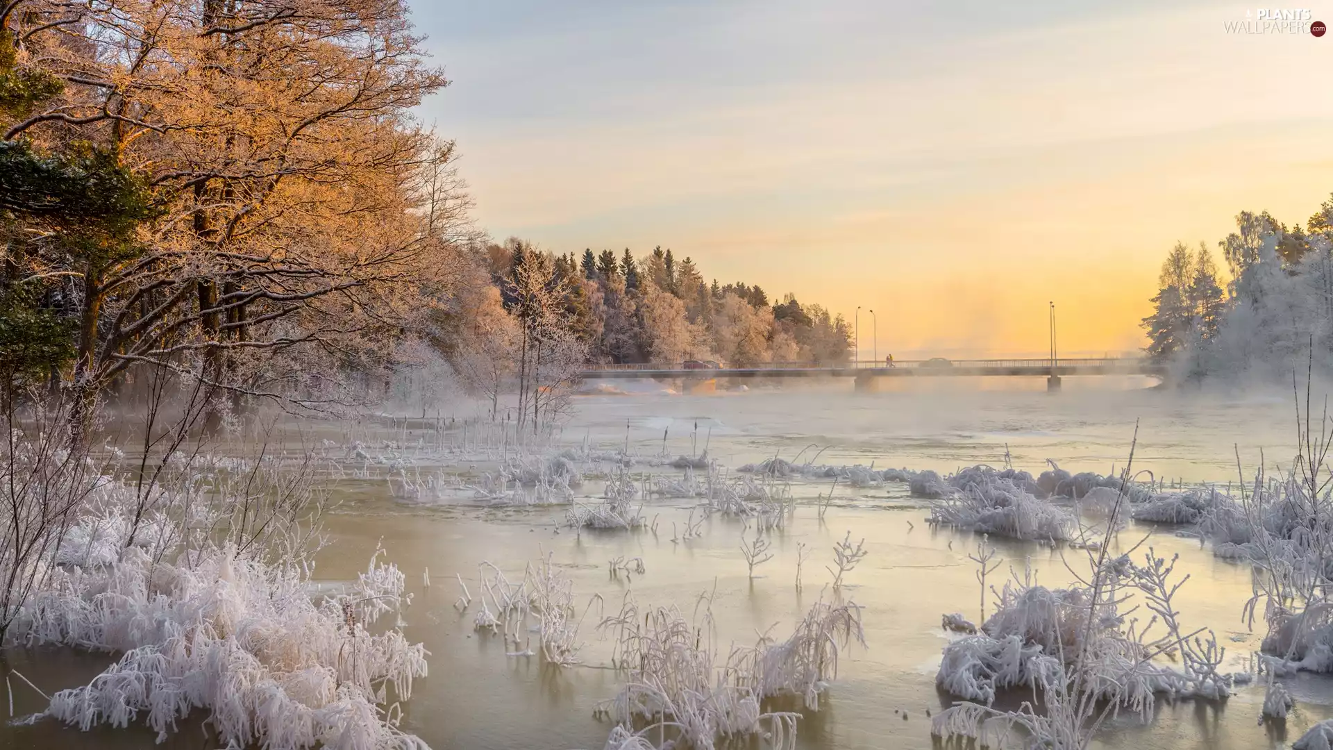 bridge, trees, Sunrise, viewes, Fog, River, winter, Bush