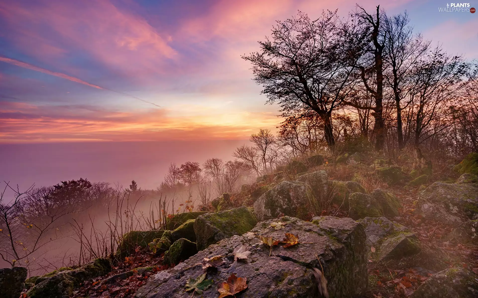 trees, viewes, Sunrise, Fog, morning, Stones, Hill, Bush