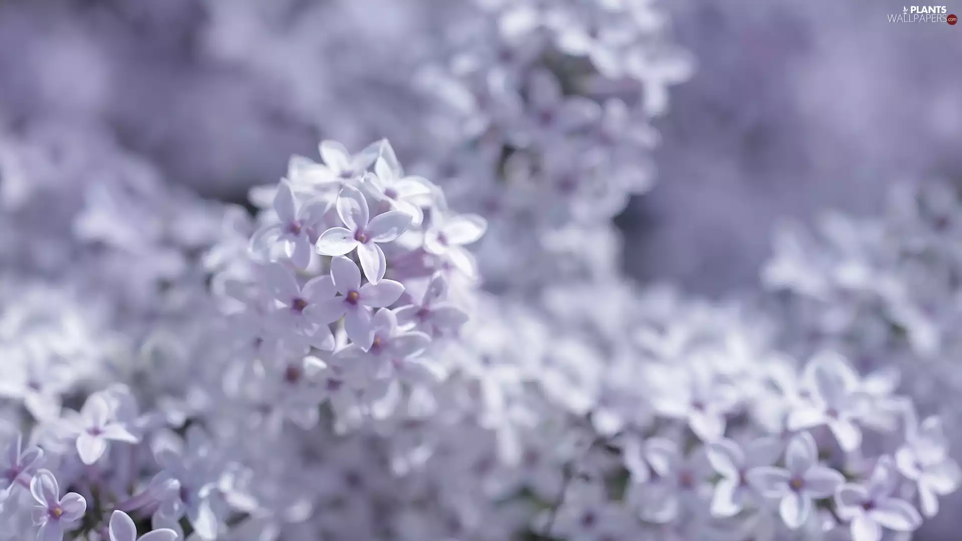 Flowers, Bush, Syringa, purple, without