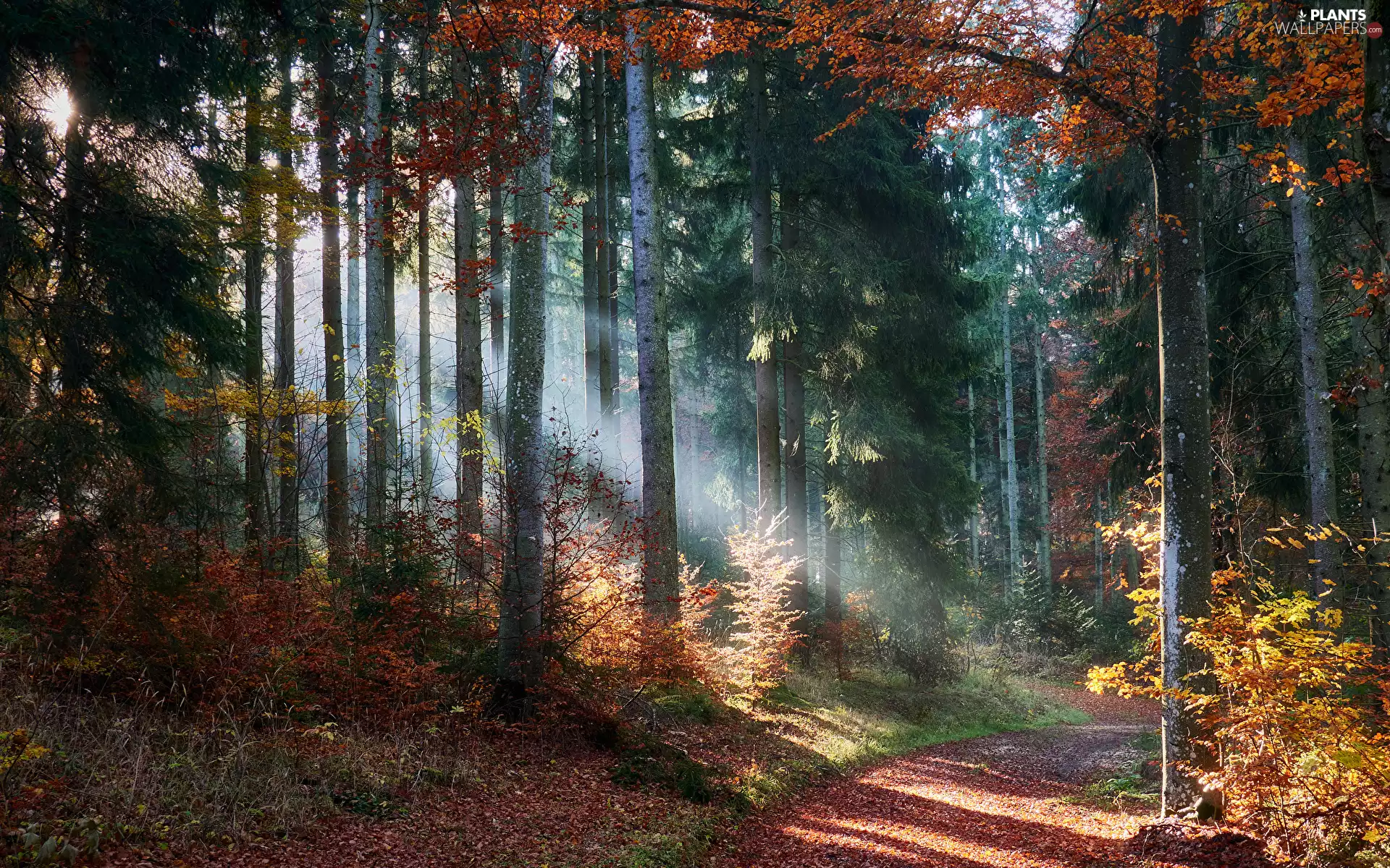 Bush, trees, Path, viewes, forest, autumn, light breaking through sky