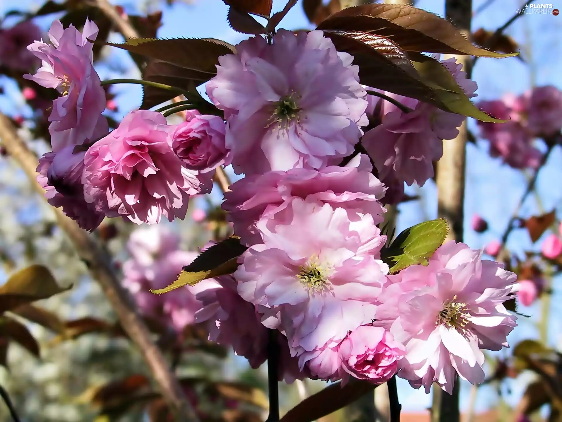 blooming, bush, tonsil, twig, Almond