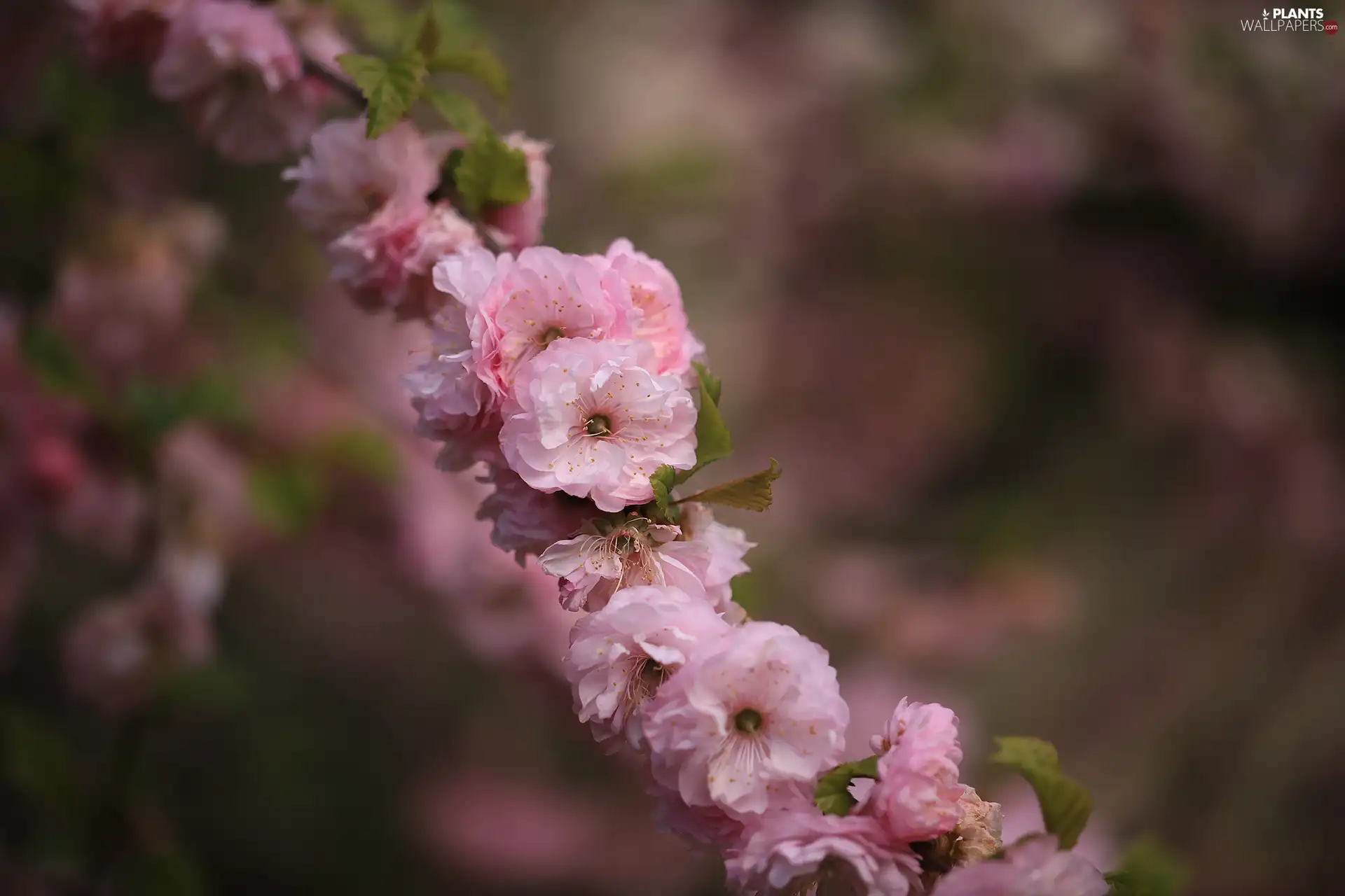 Flowers, Bush, tonsil, Pink, twig