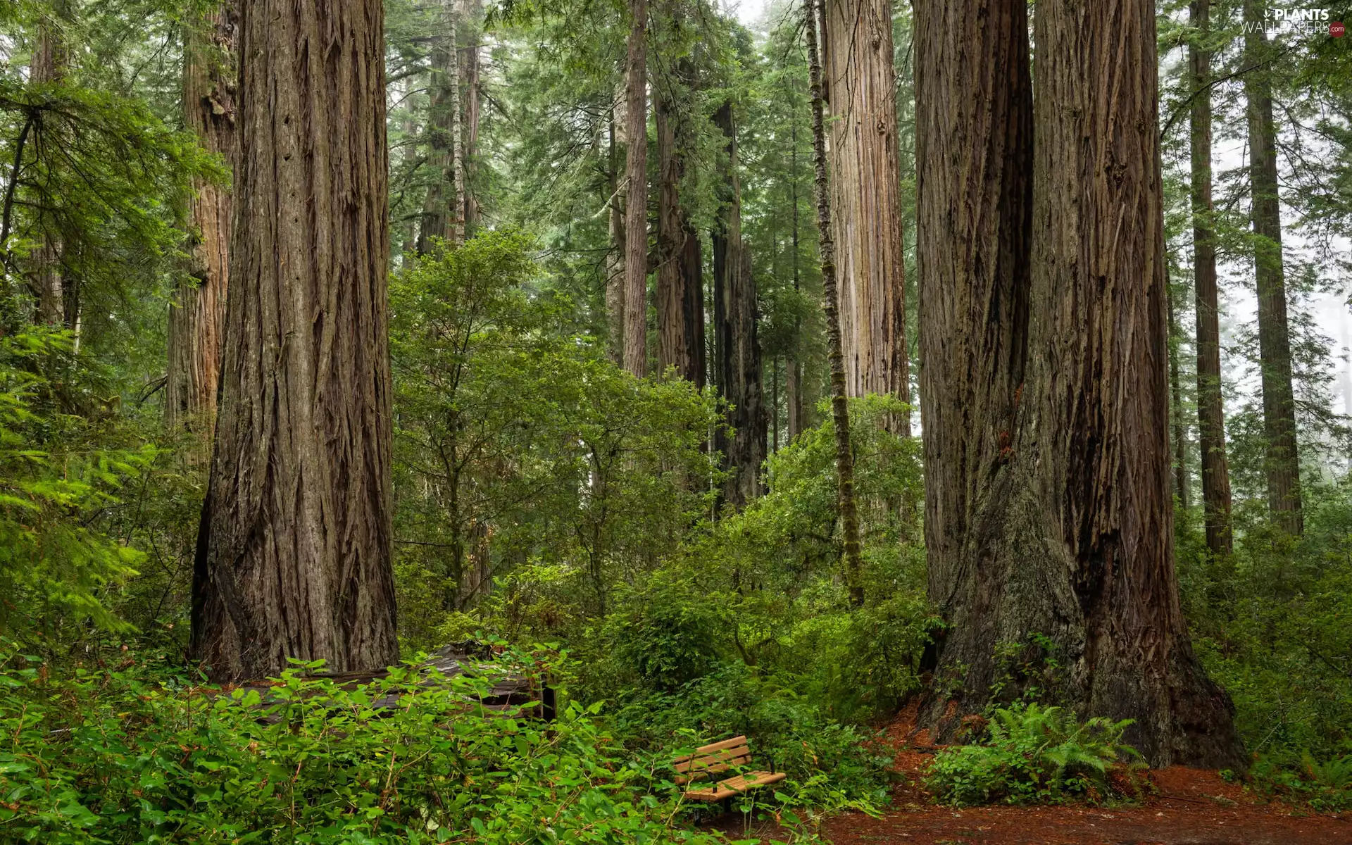 Bench, Bush, trees, viewes, forest