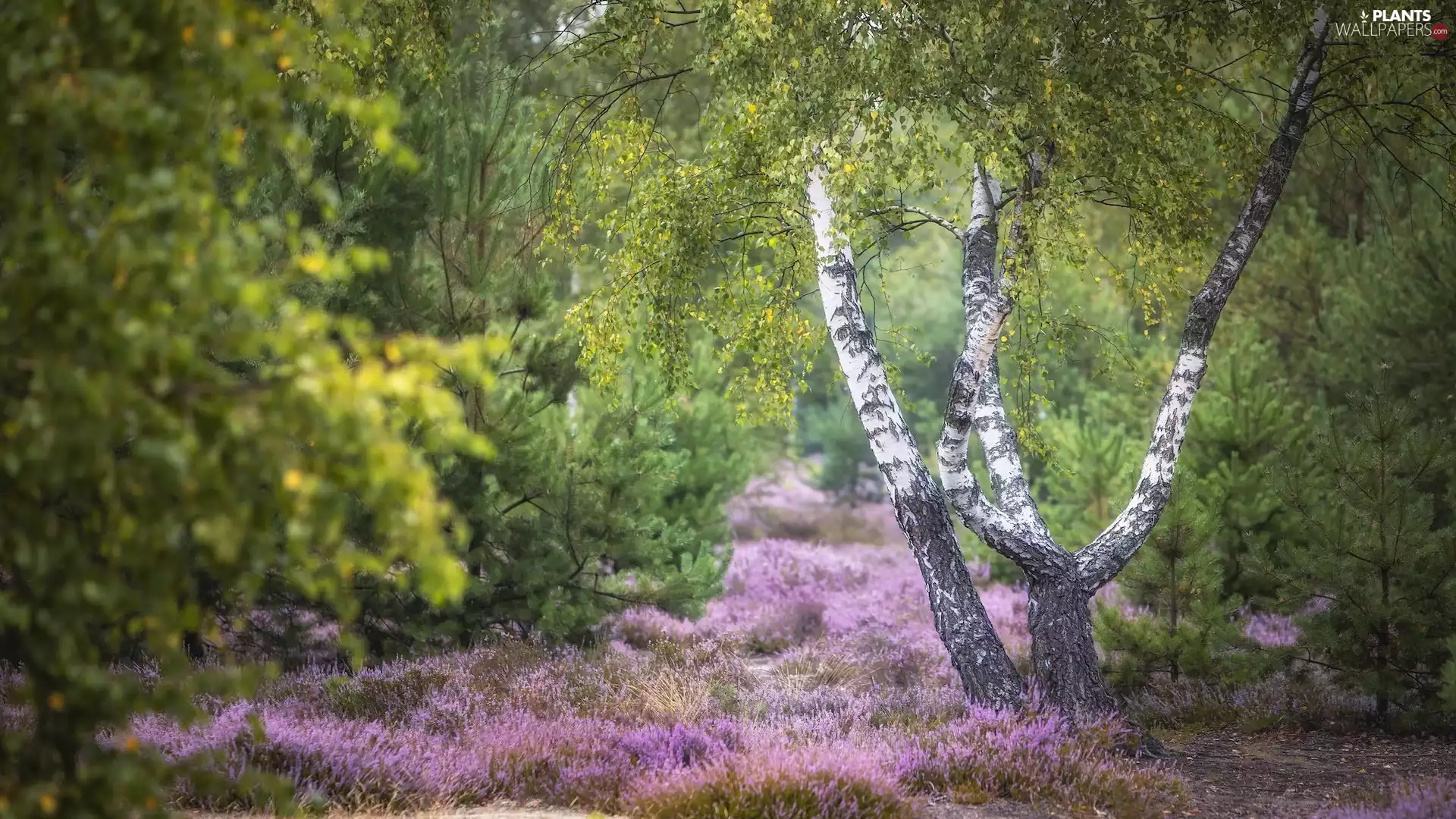 birch, Bush, trees, viewes, heath