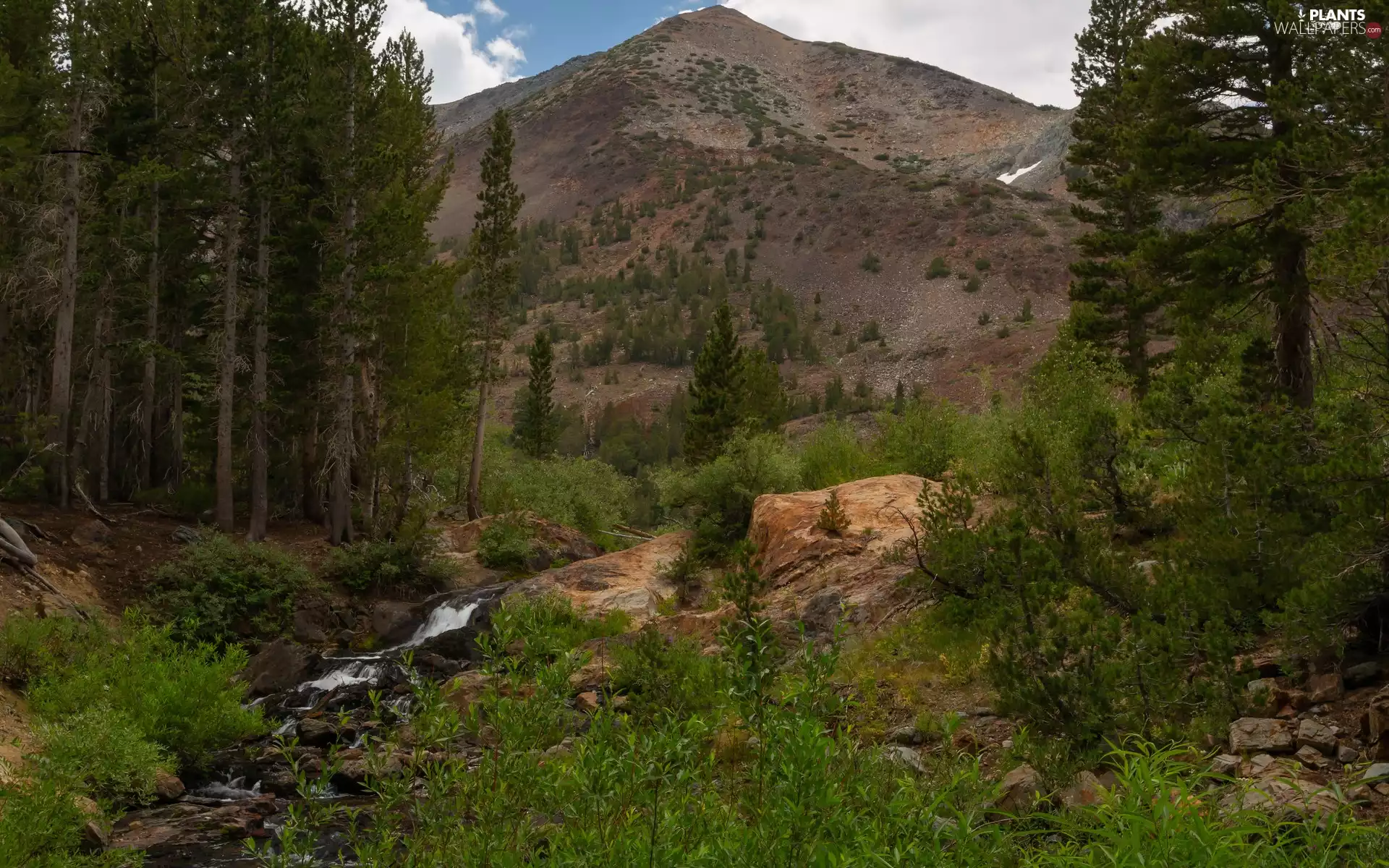 stream, Bush, trees, viewes, mountains