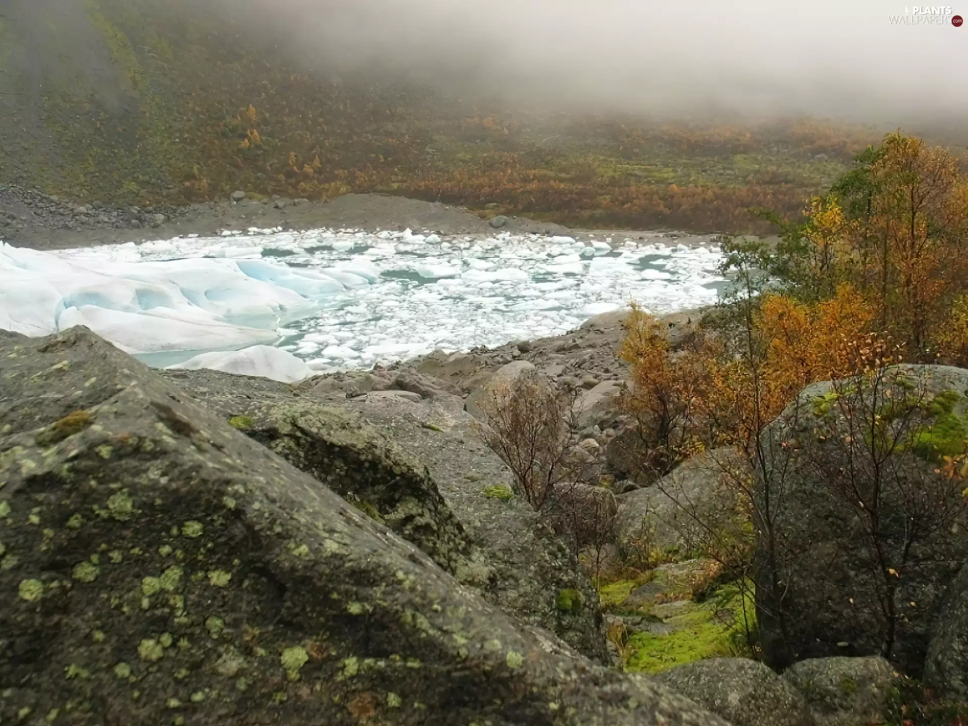 Bush, Mountains, trees