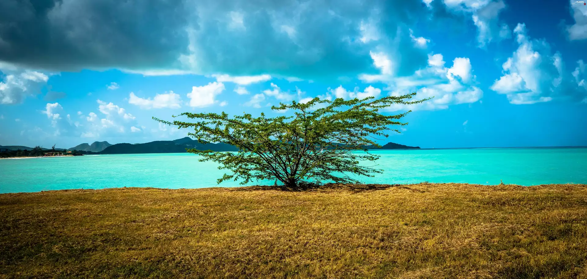 Sky, Bush, trees, clouds, sea