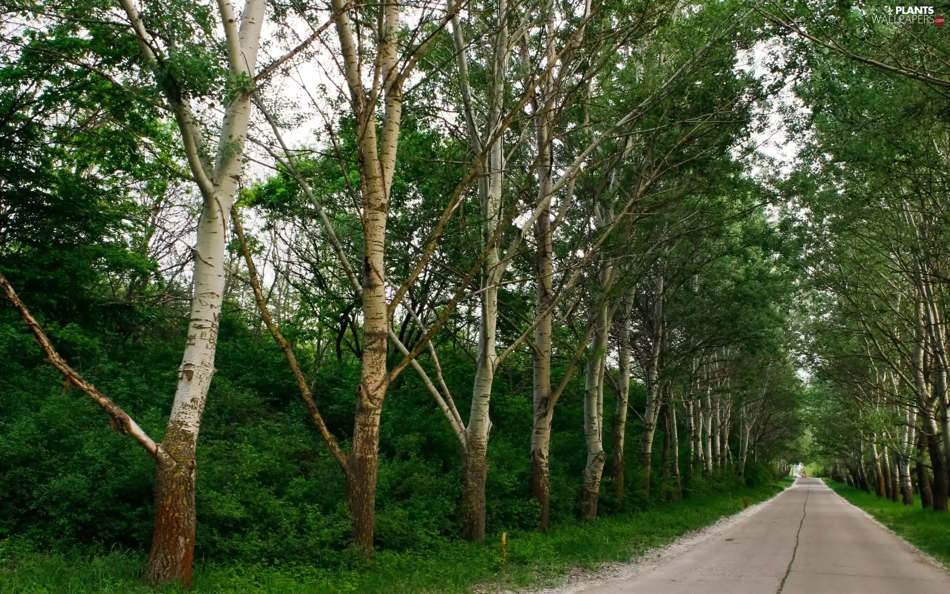 birch, Bush, trees, viewes, Way