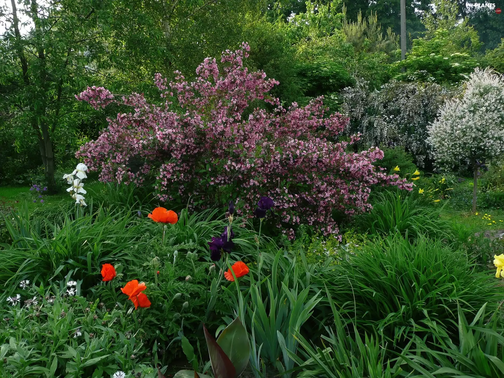 Bush, Garden, Tulips