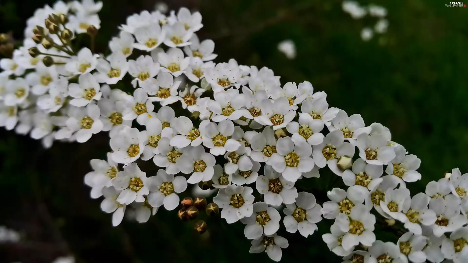 twig, White, Flowers, bush