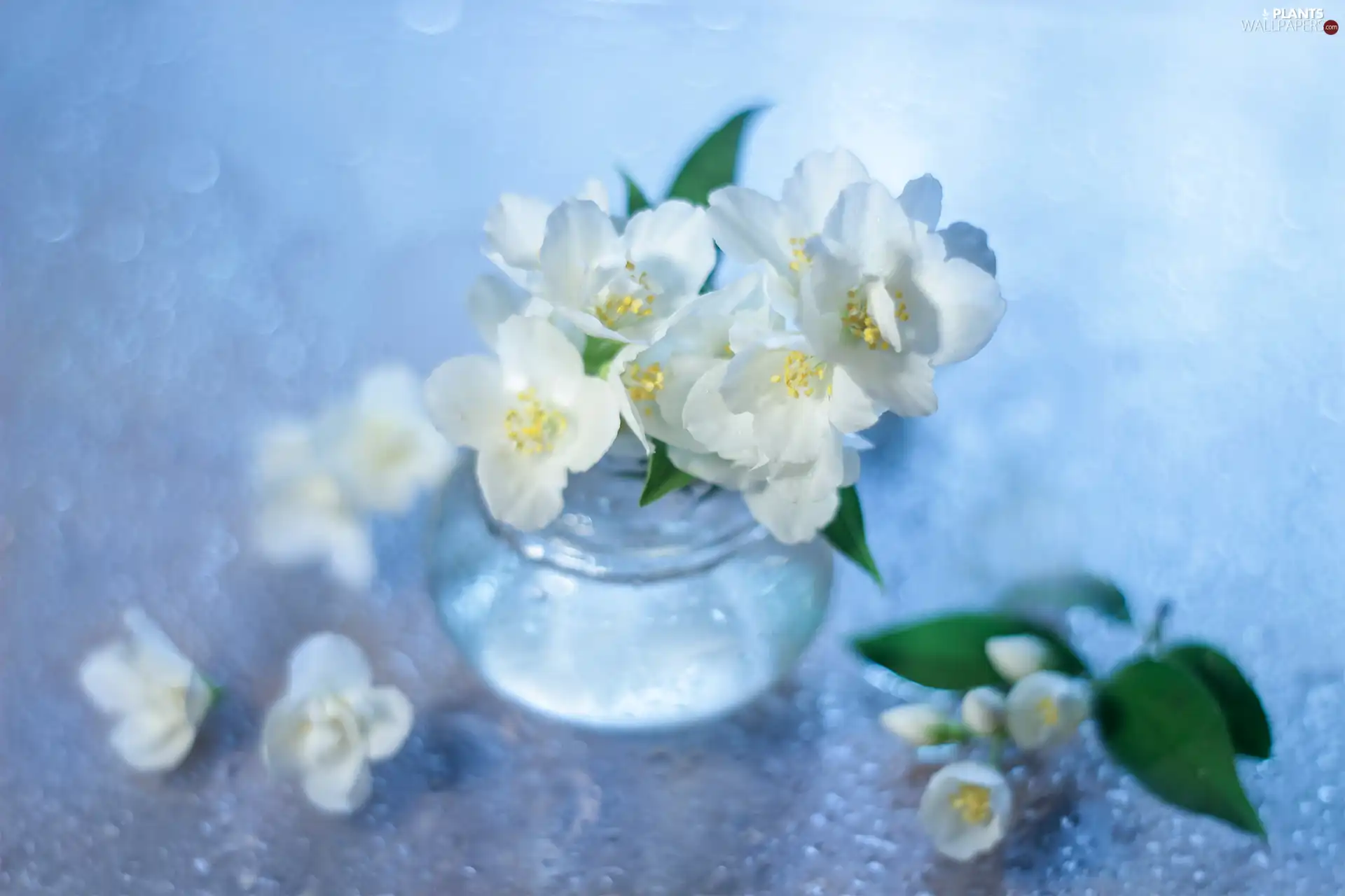 White, decoration, Bush, vase, Flowers, jasmine