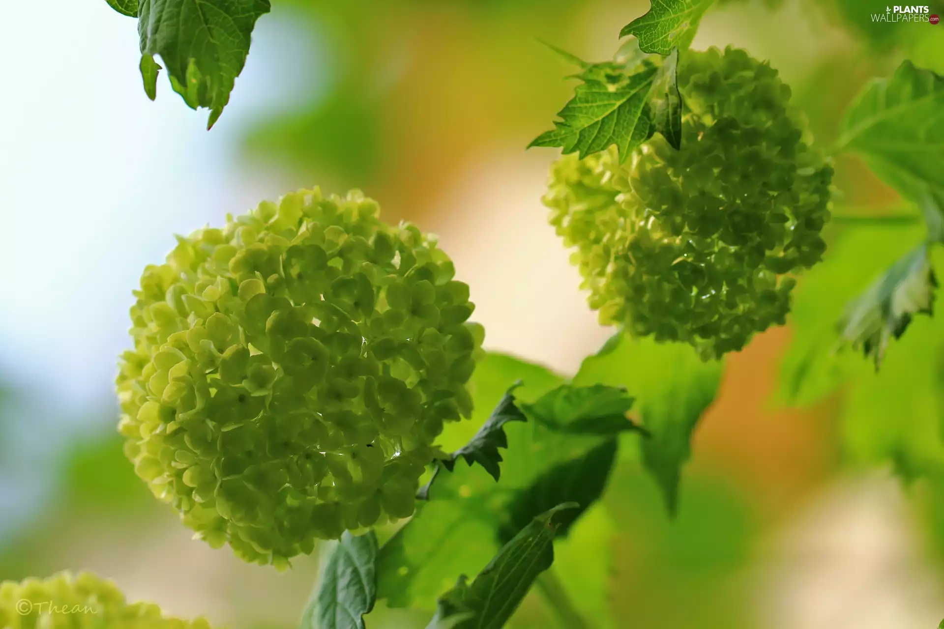 Viburnum, White, Flowers, Bush