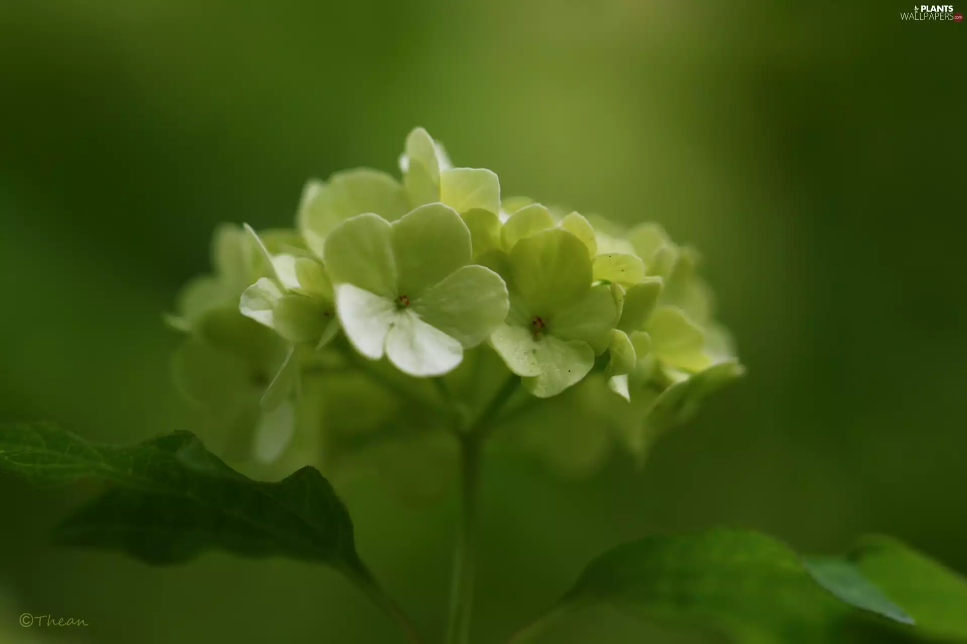 Viburnum, White, Flowers, Bush