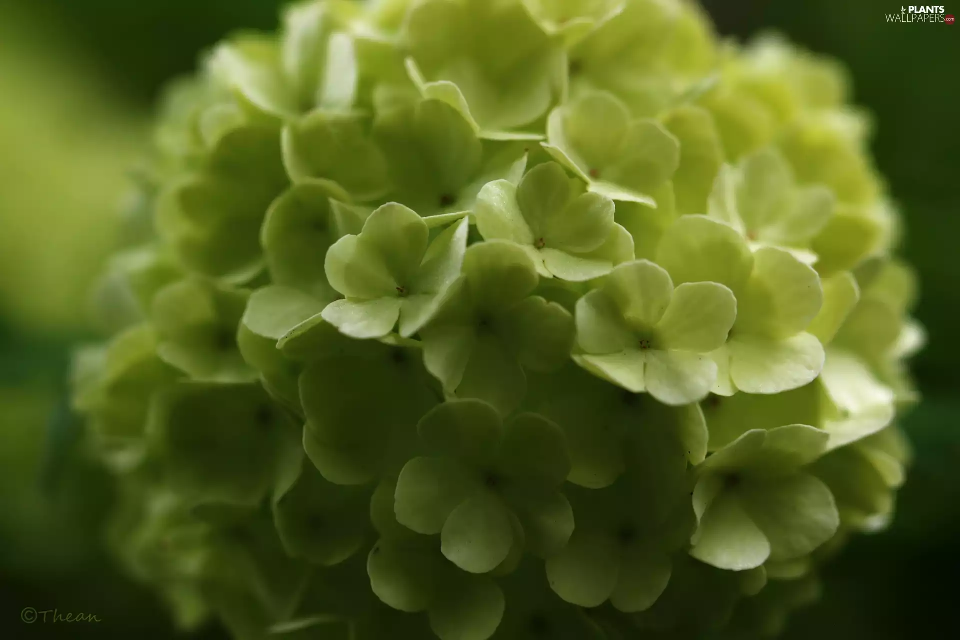 Viburnum, White, Flowers, Bush