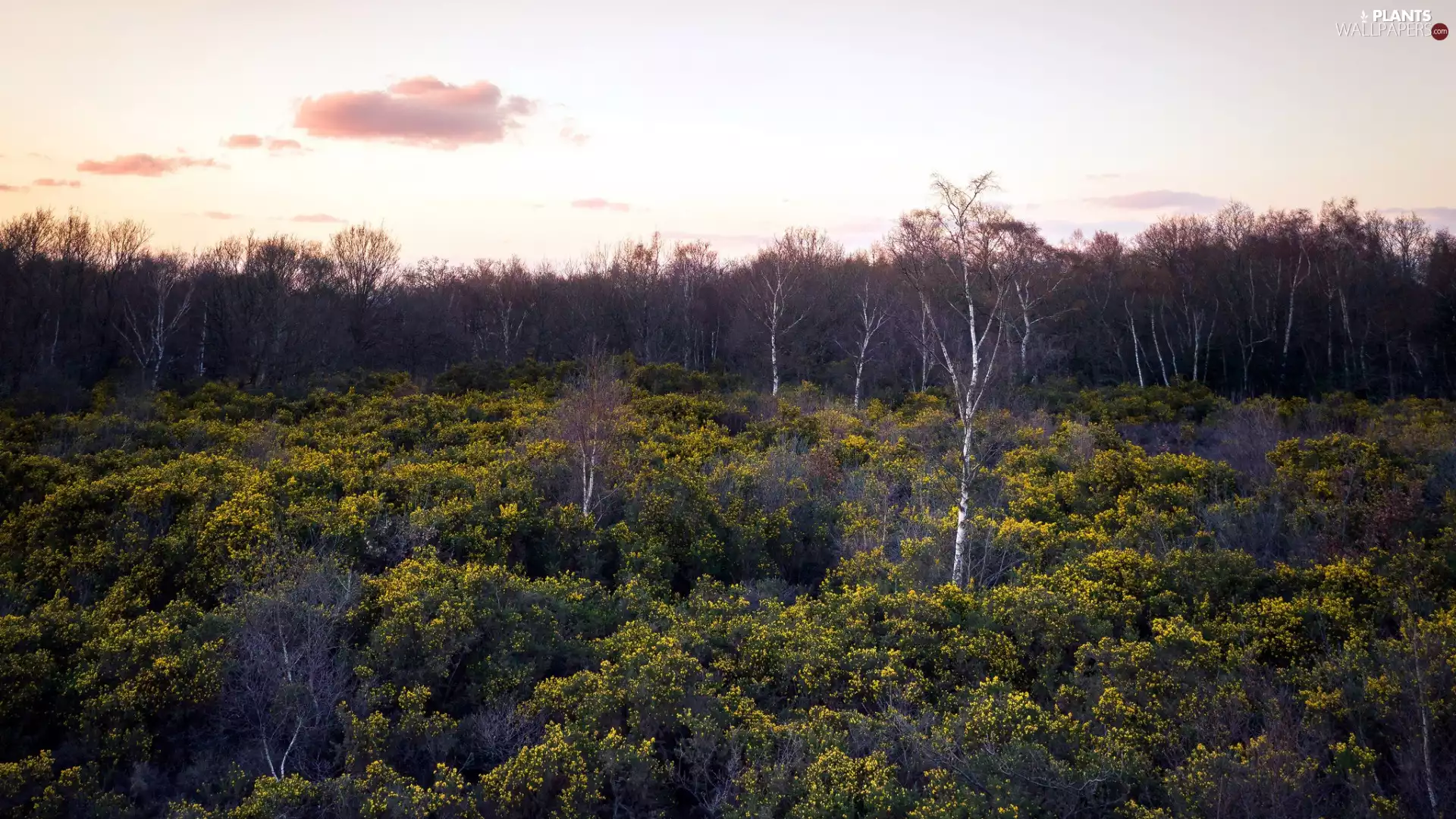 forest, Bush, viewes, birch, trees