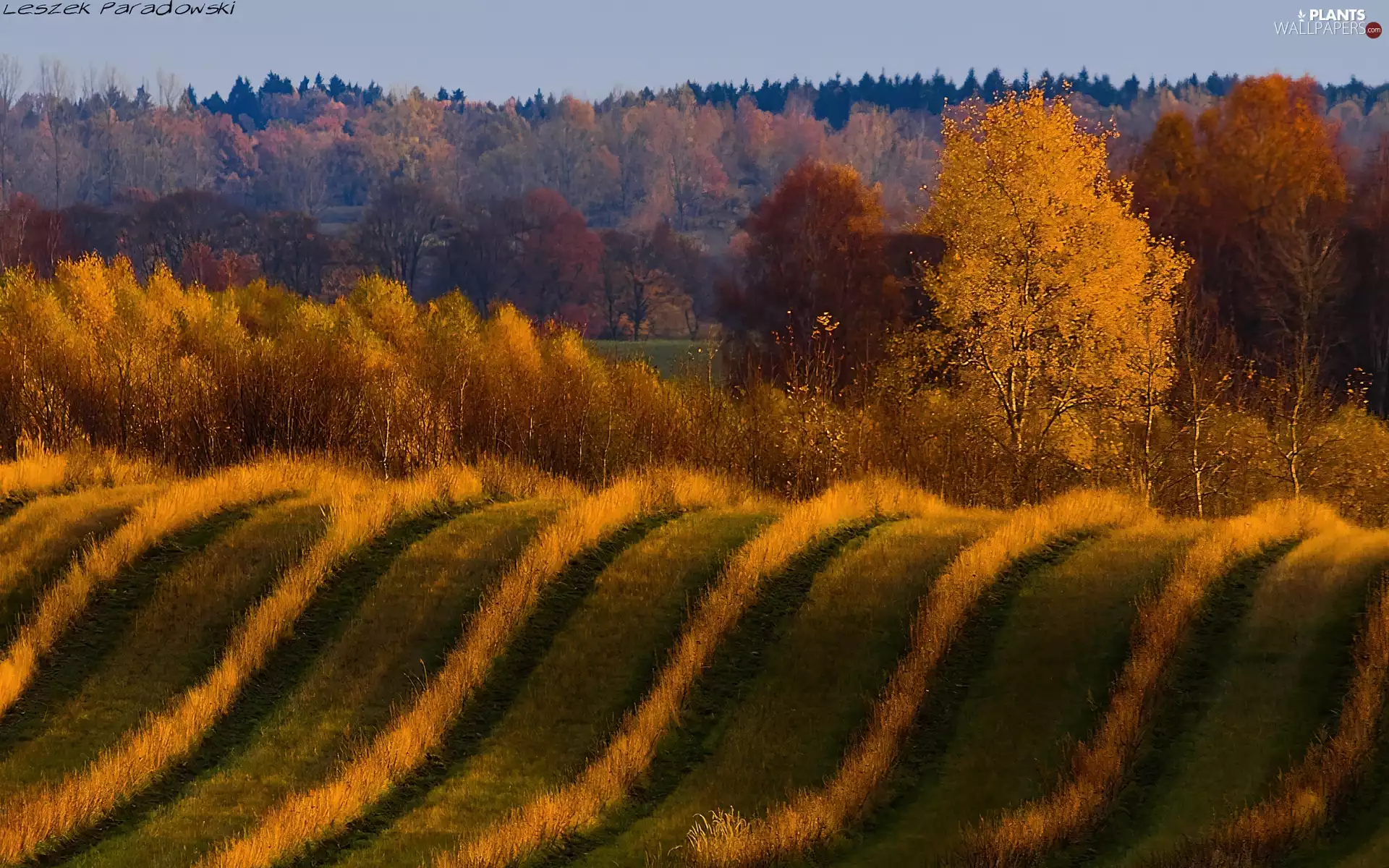 Meadow, Bush, wavy, Field, forest
