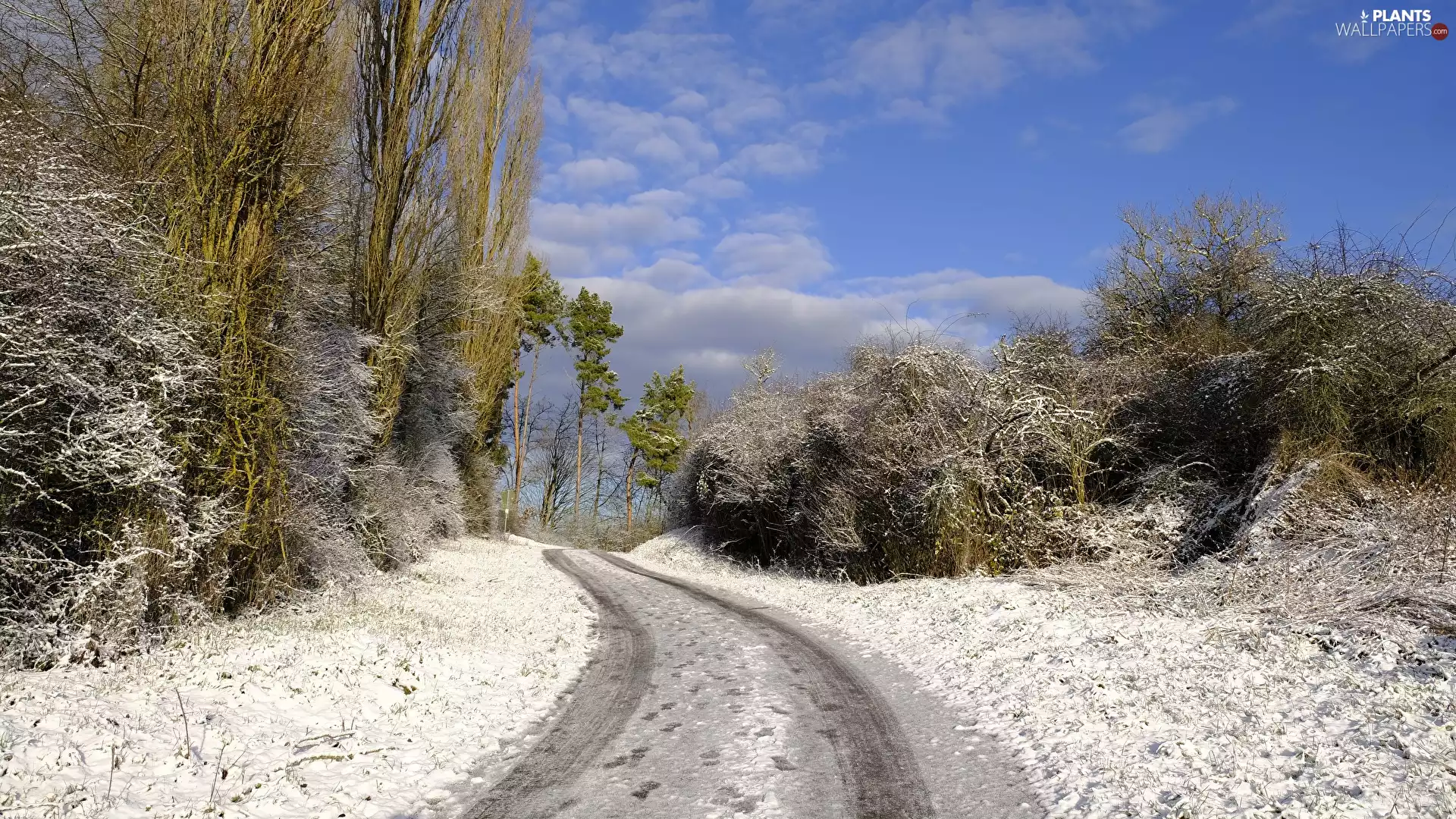 viewes, Bush, Way, trees, winter