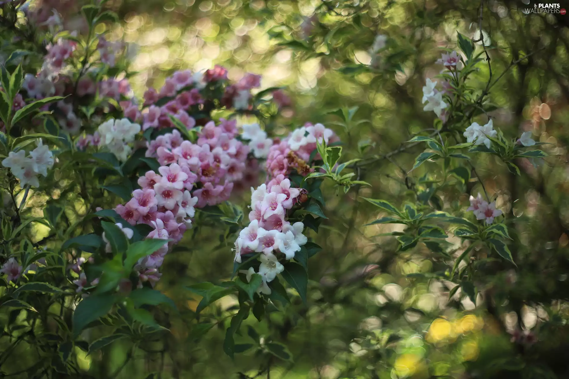 color, Bush, Weigela Florida, Flowers
