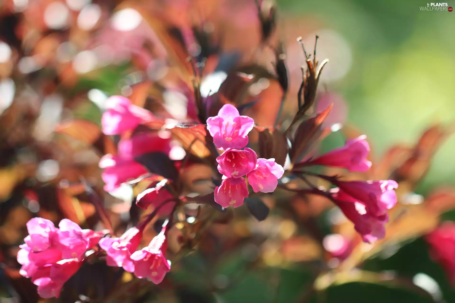 Weigela, Pink, Flowers, Bush