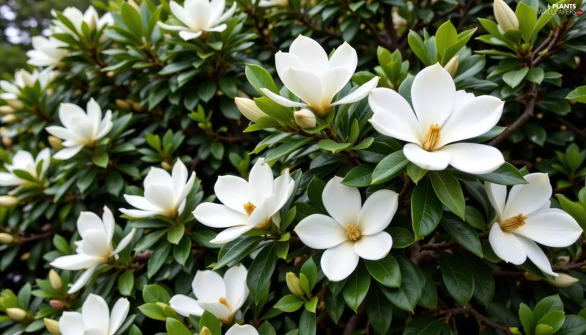 Flowers, Magnolia, leaves, Bush, Twigs, White