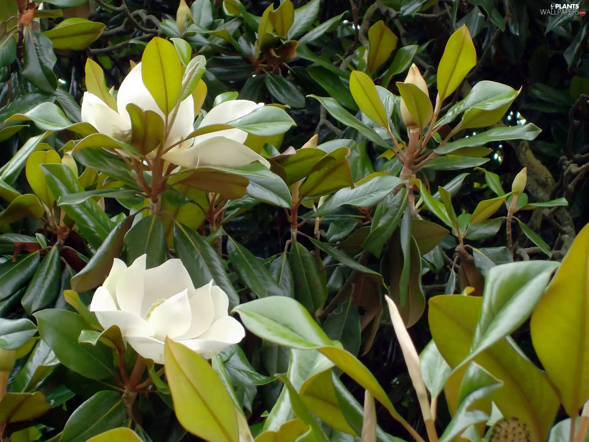 Bush, Magnolia, White