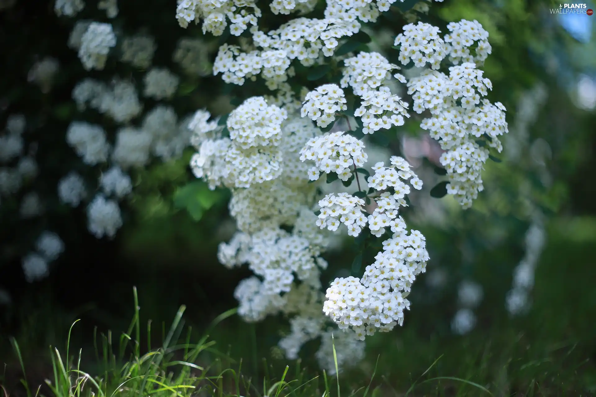 Twigs, Bush, White, Flowers, Spiraea