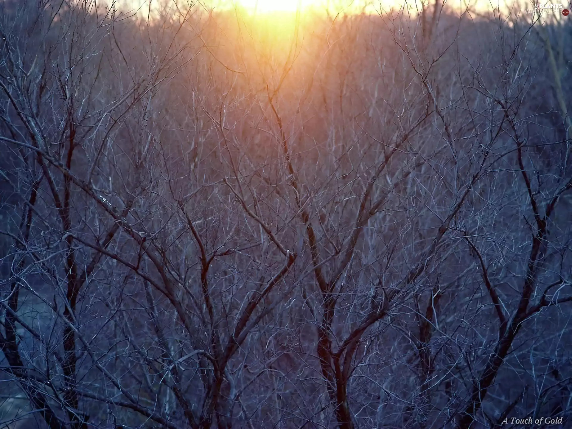 White frost, winter, Bush