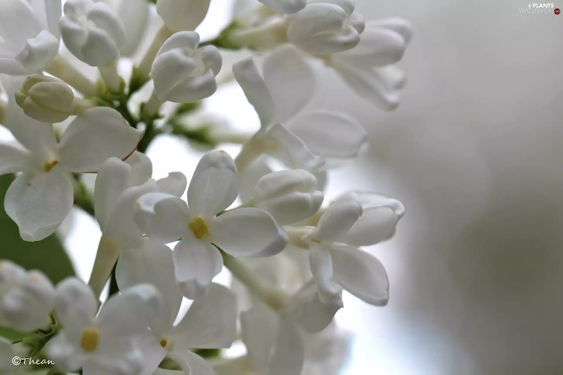 Bush, without, White