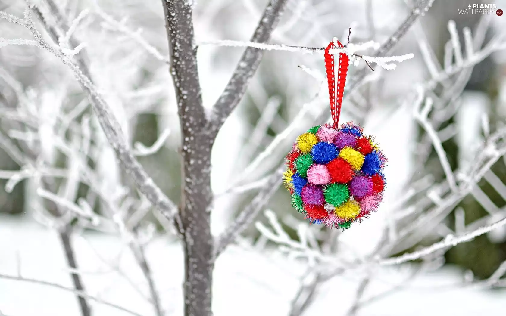 winter, snow, bauble, Bush