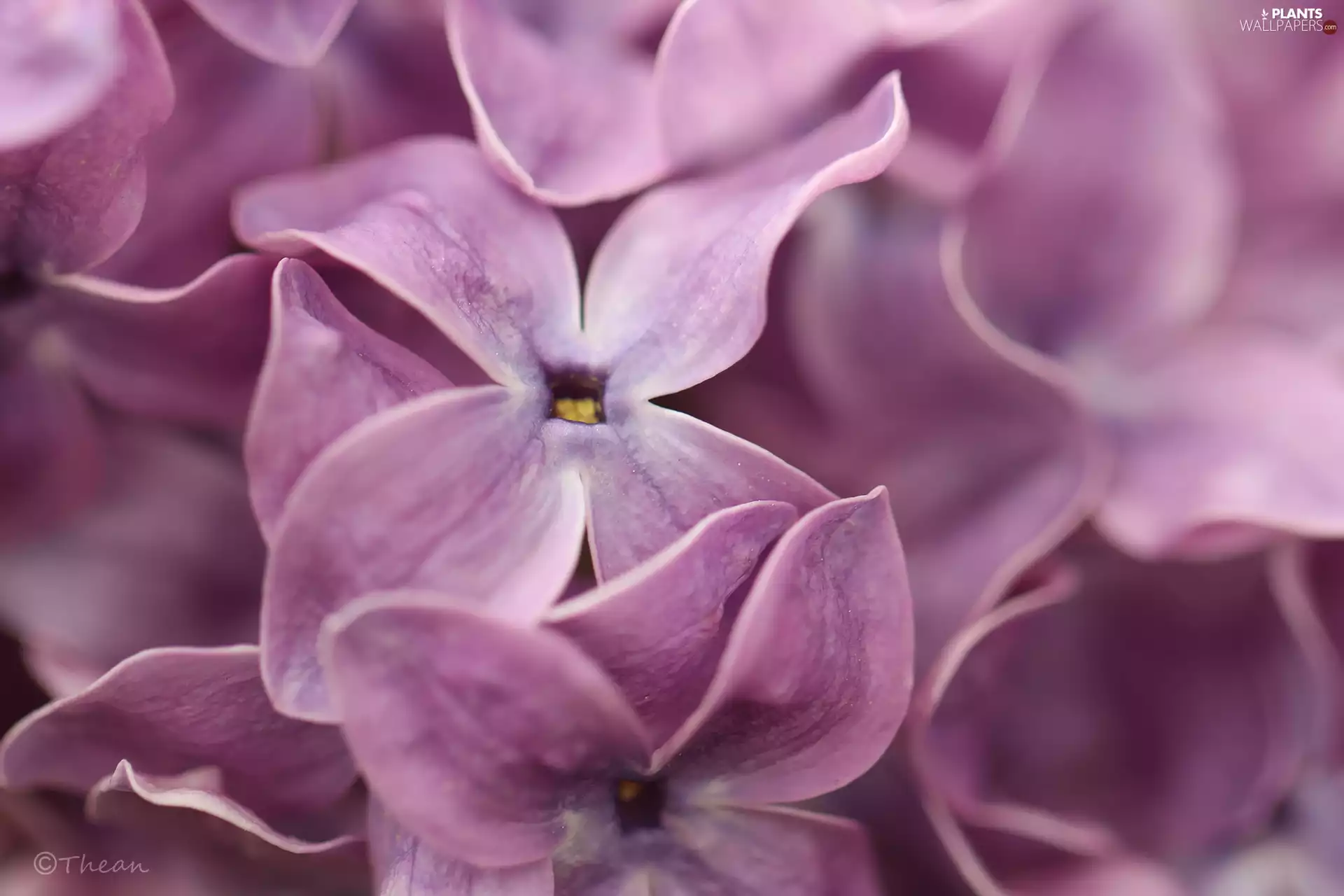 Bush, Violet, without