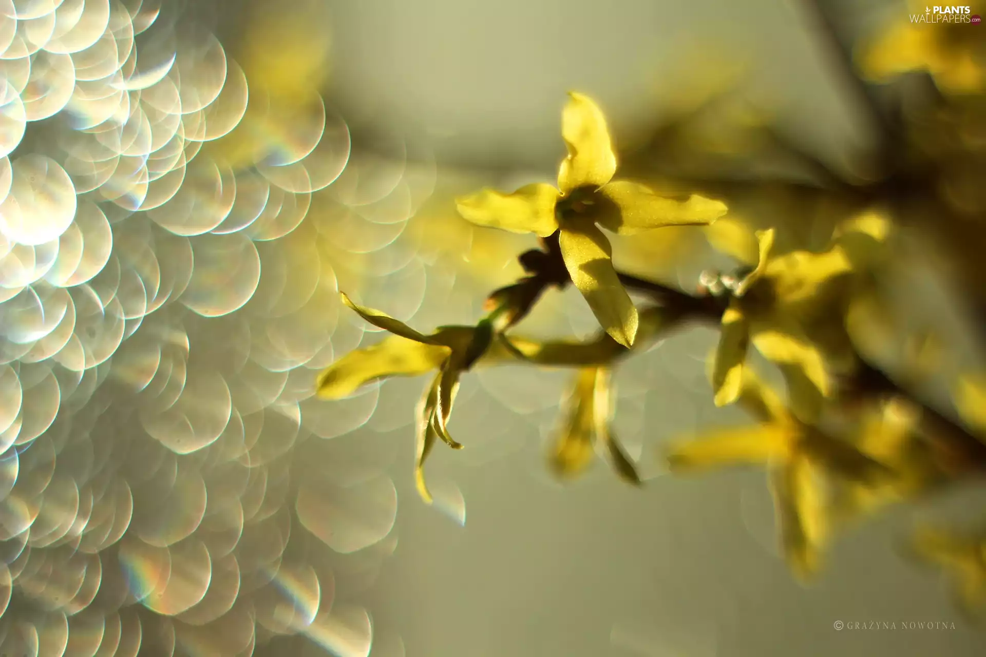 Bush, forsythia, Yellow