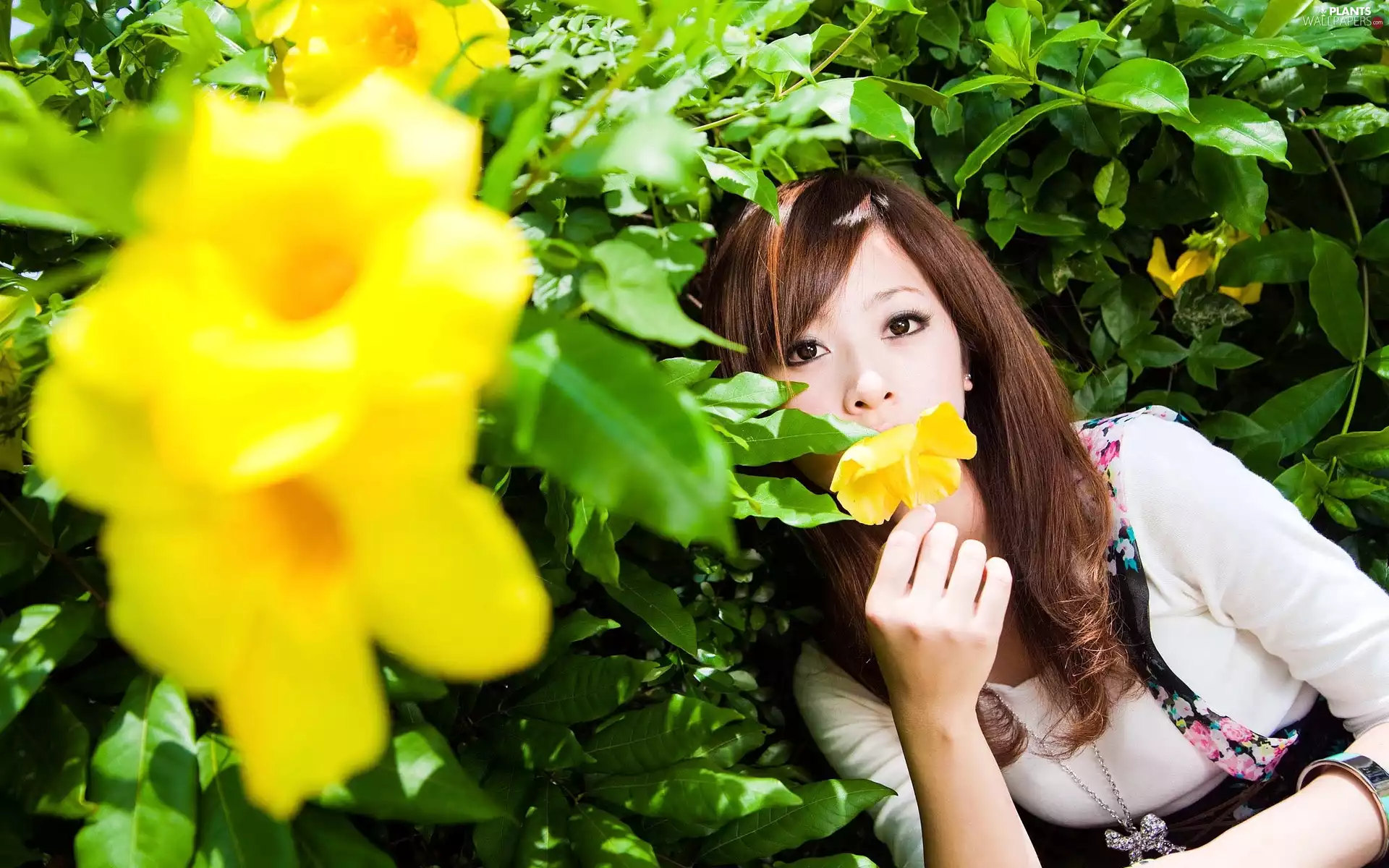 flower, Bush, Zhang, model, Mikado