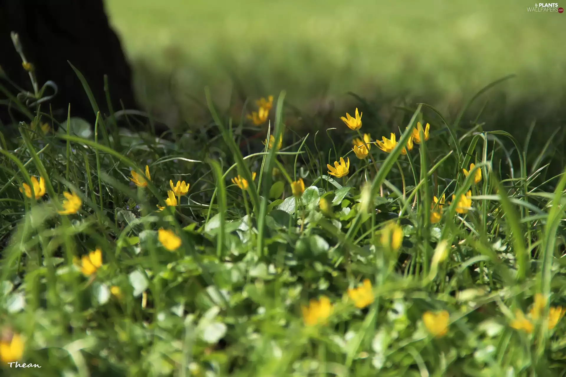 fig buttercup, Flowers, grass, Yellow
