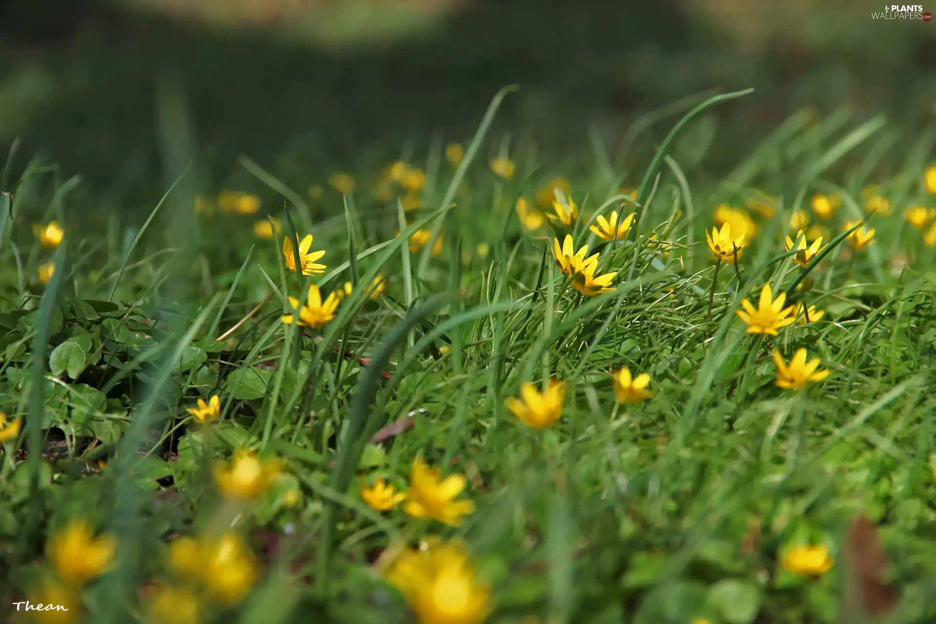 fig buttercup, Yellow, Flowers, grass