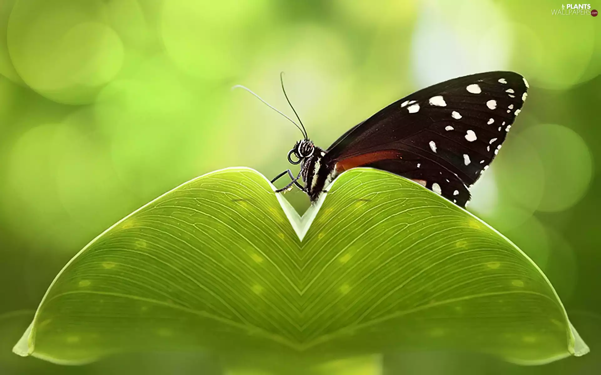 Black, an, leaf, butterfly