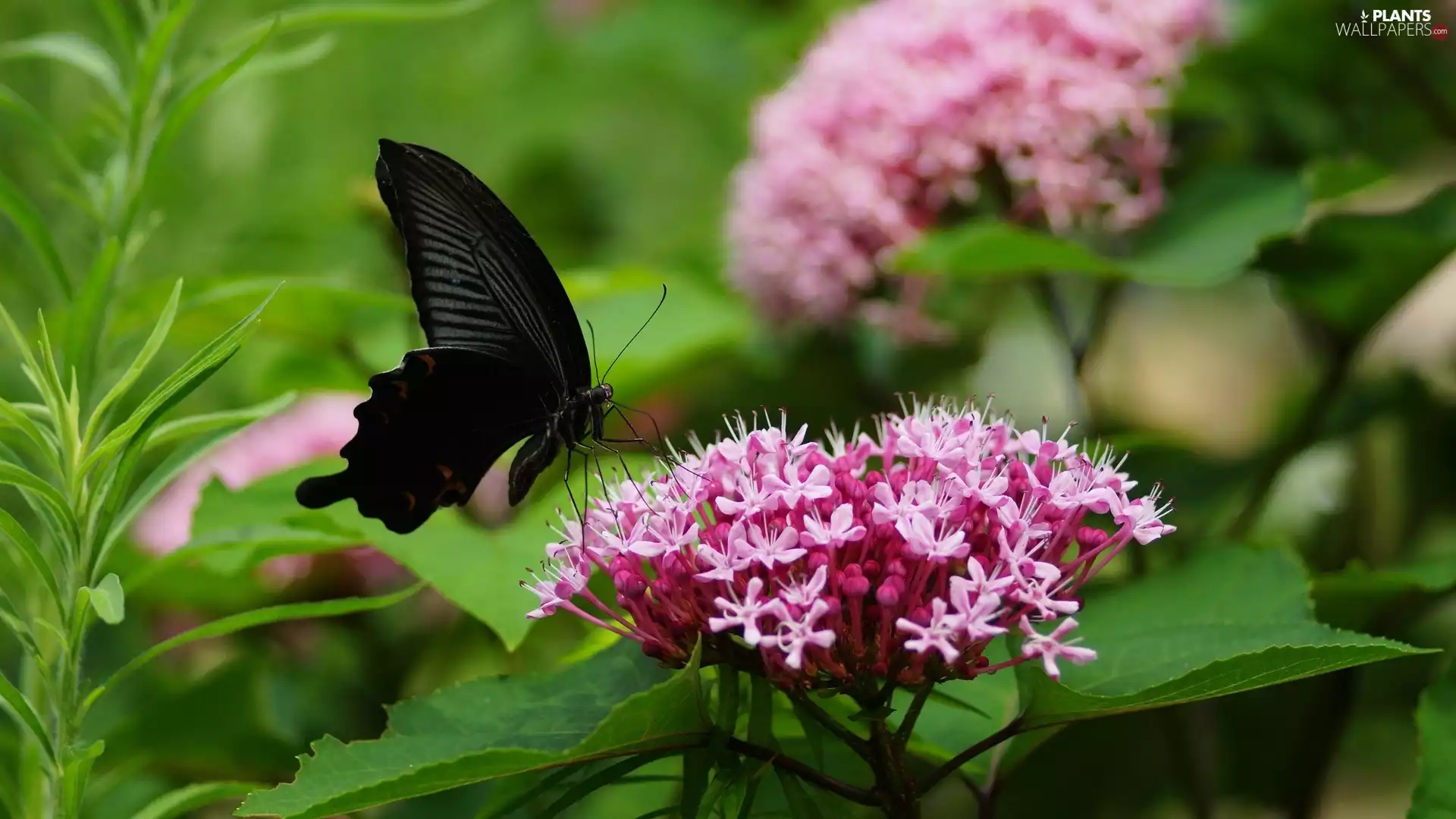 Colourfull Flowers, Spiraea, butterfly, Pink, Black