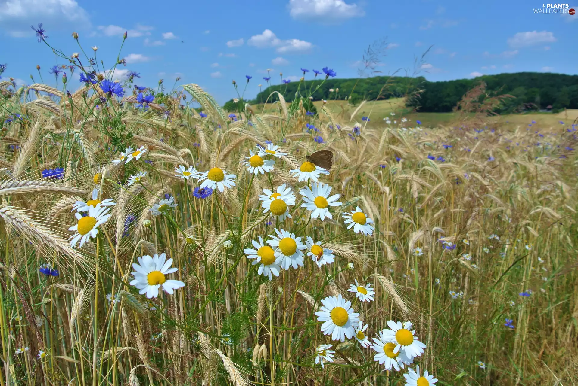 Flowers, Ears, cornflowers, corn, Field, Corn Chamomile, butterfly