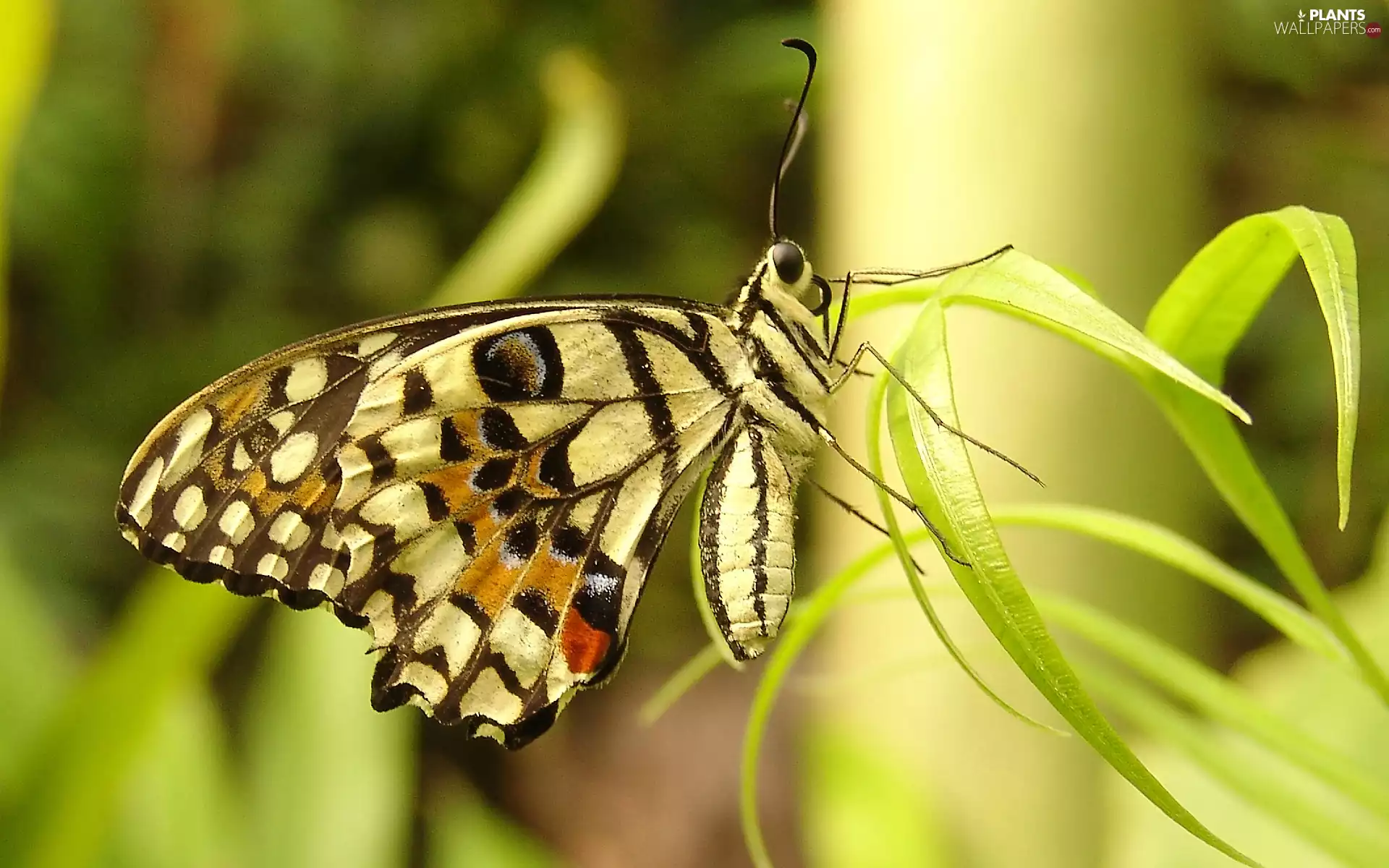 butterfly, grass