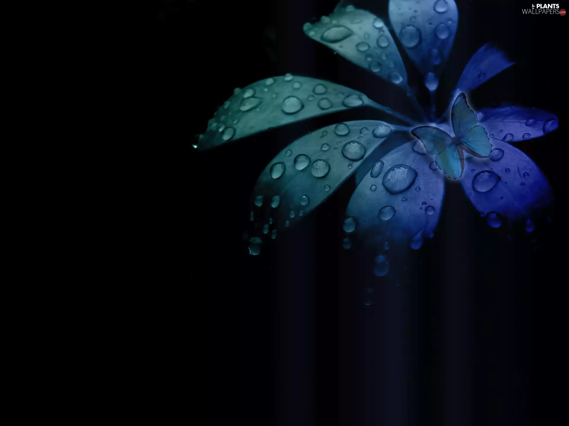 butterfly, color, leaf