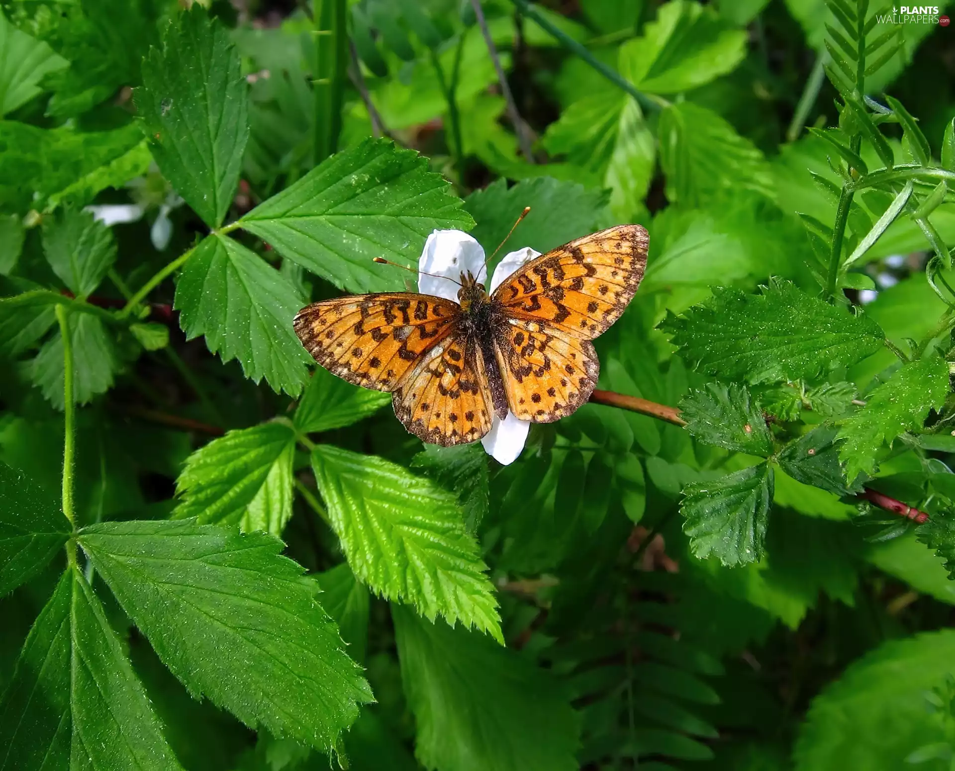 butterfly, Leaf