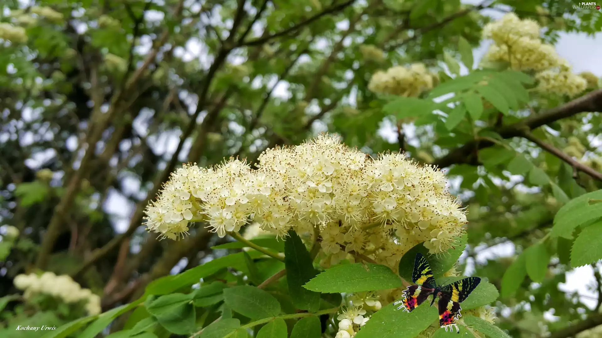 butterfly, Blossoming, Plant