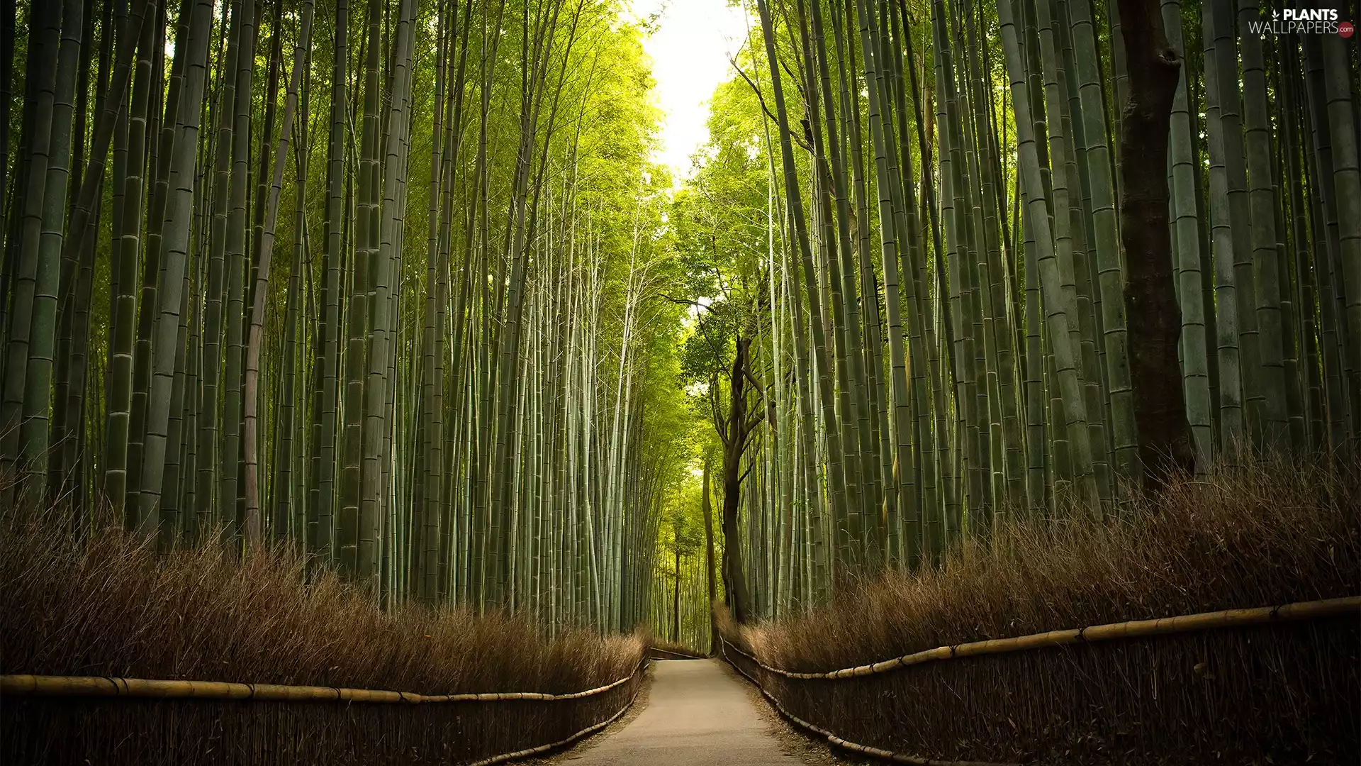 Way, bamboo, forest, by