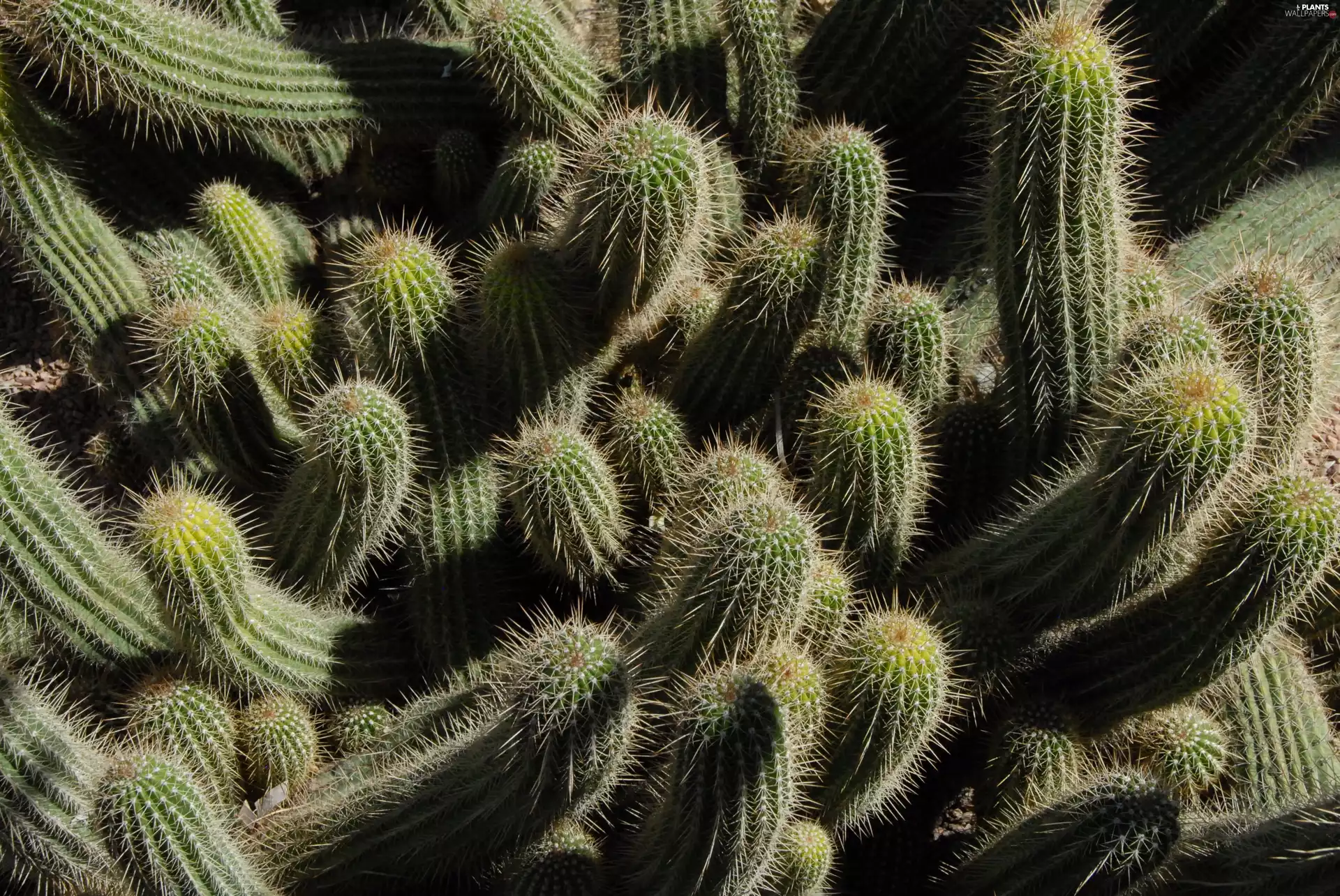 Cactus