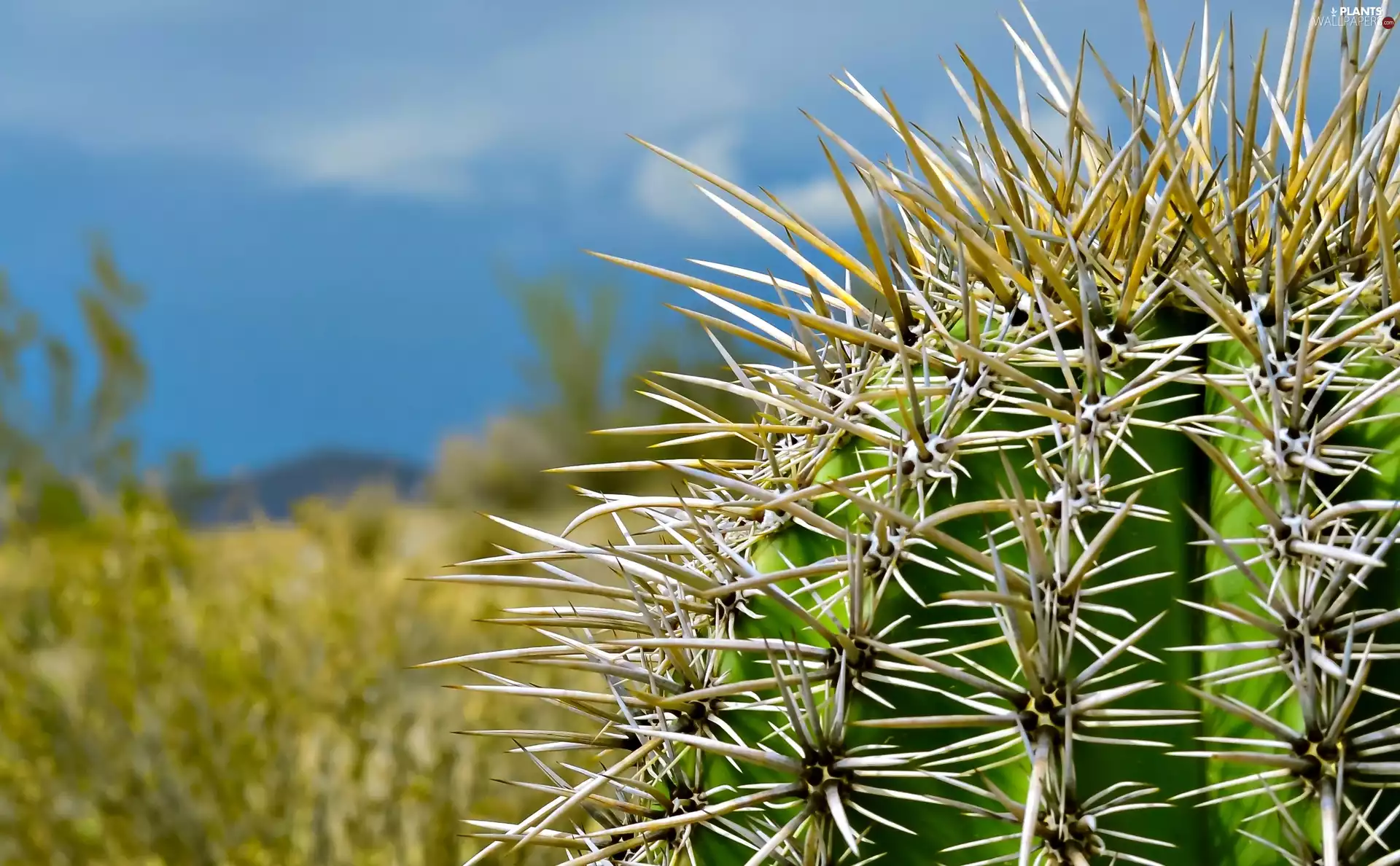 Cactus, Desert