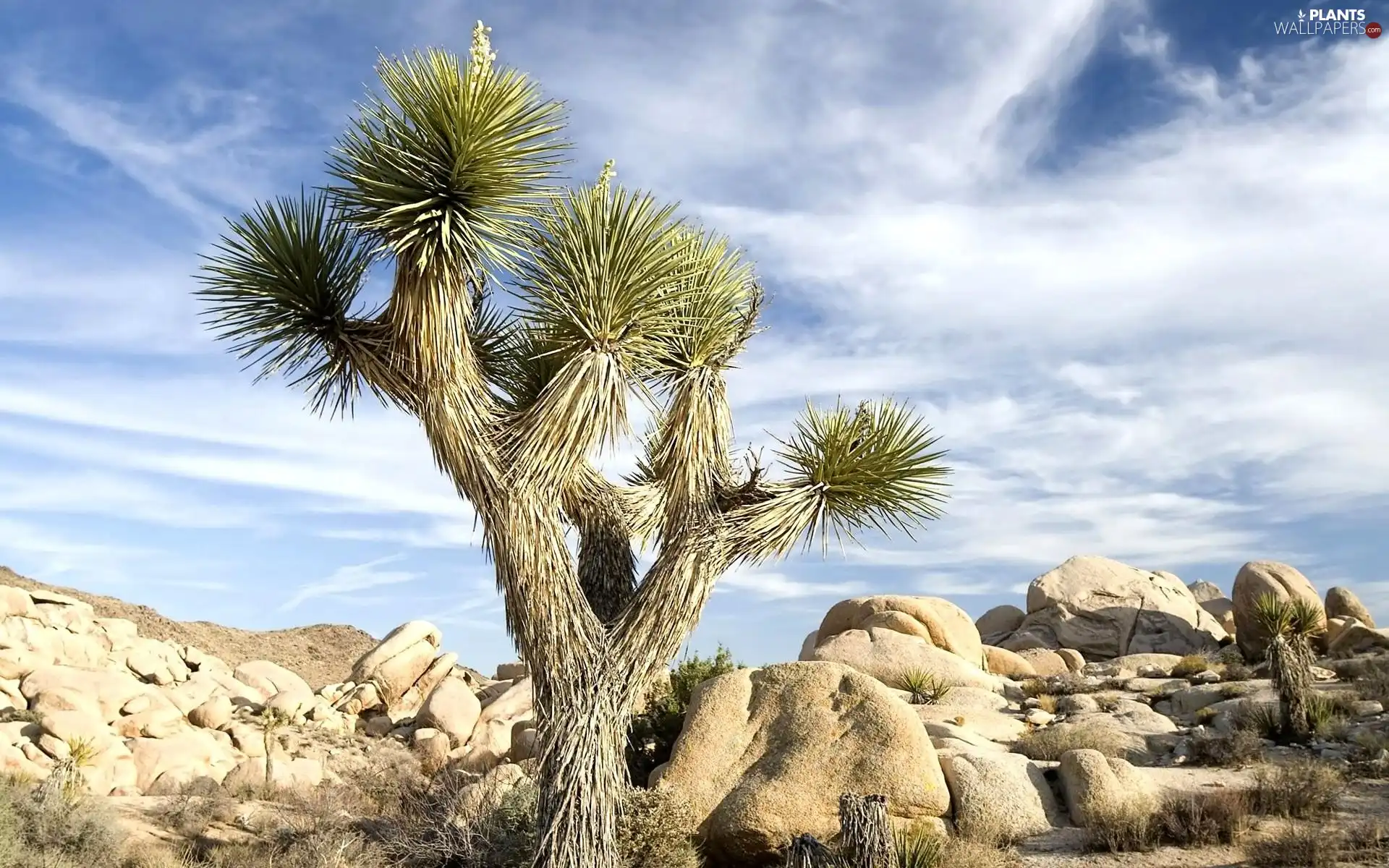 Desert, Cactus